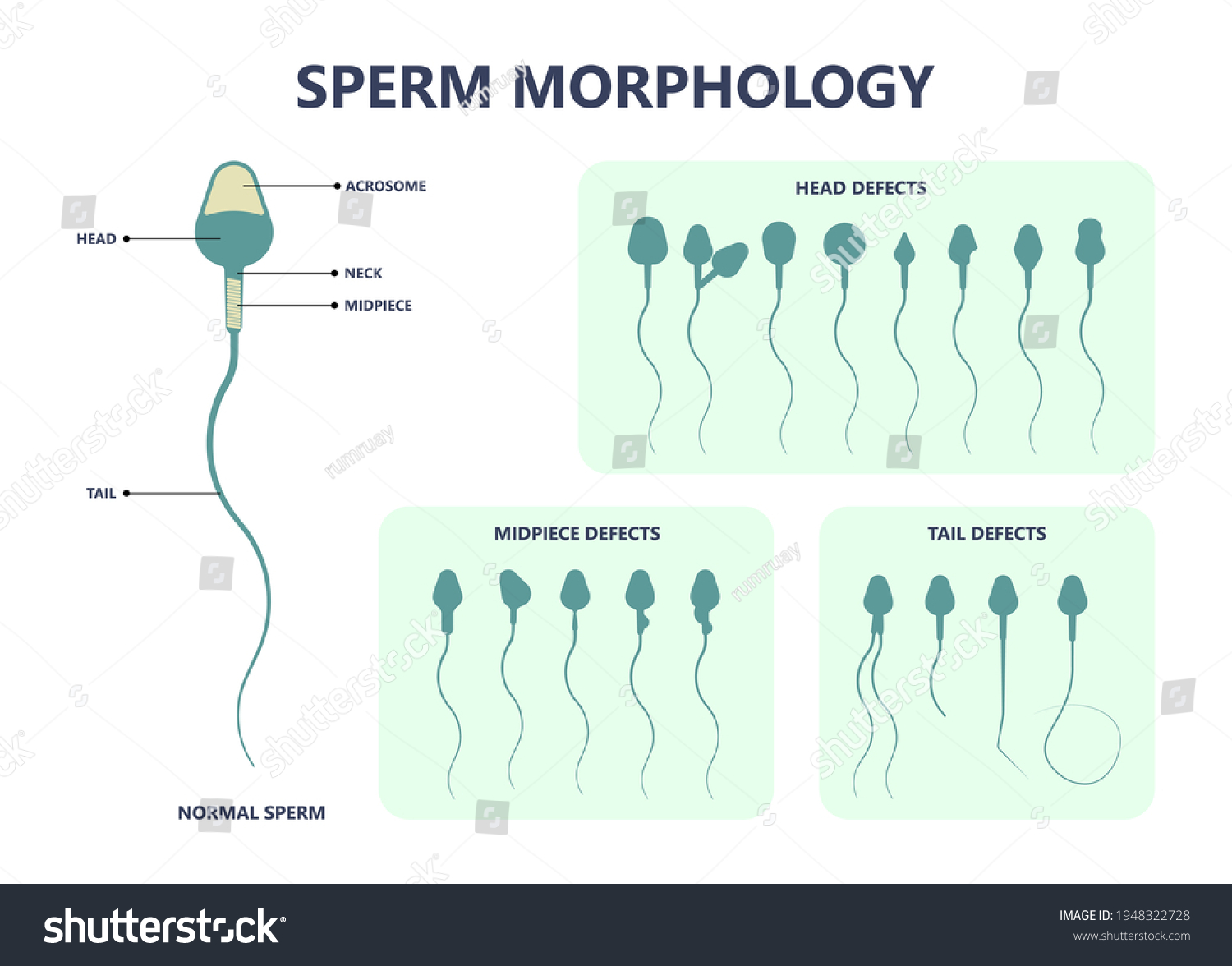 сколько сперматозоидов при оргазме фото 32