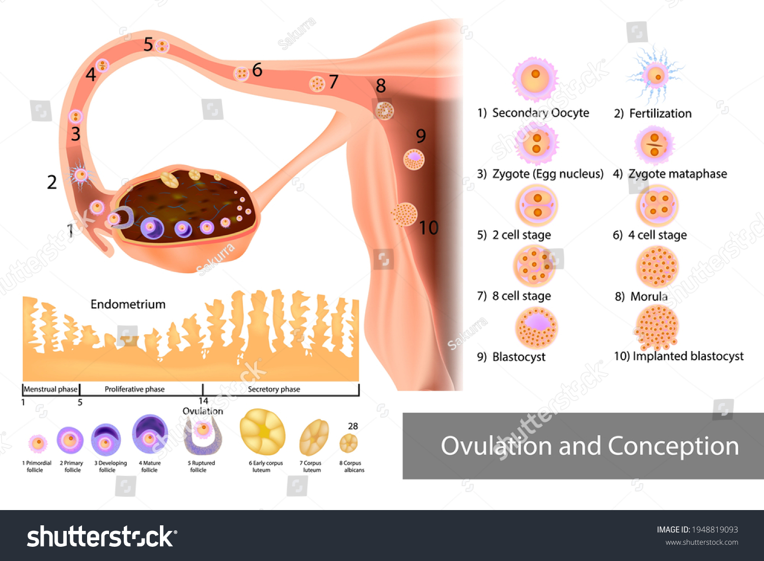 Ovulation Conception Implantation Fertilization Development Human Stock ...