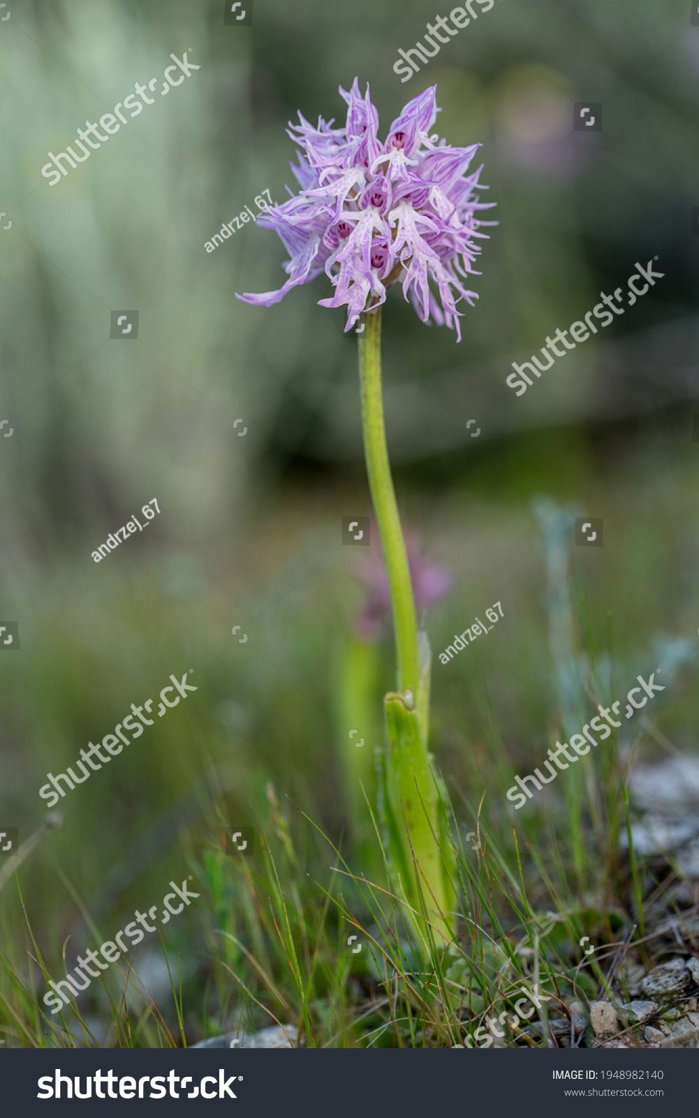 Naked Man Orchid Orchis Italica On Stock Photo Shutterstock