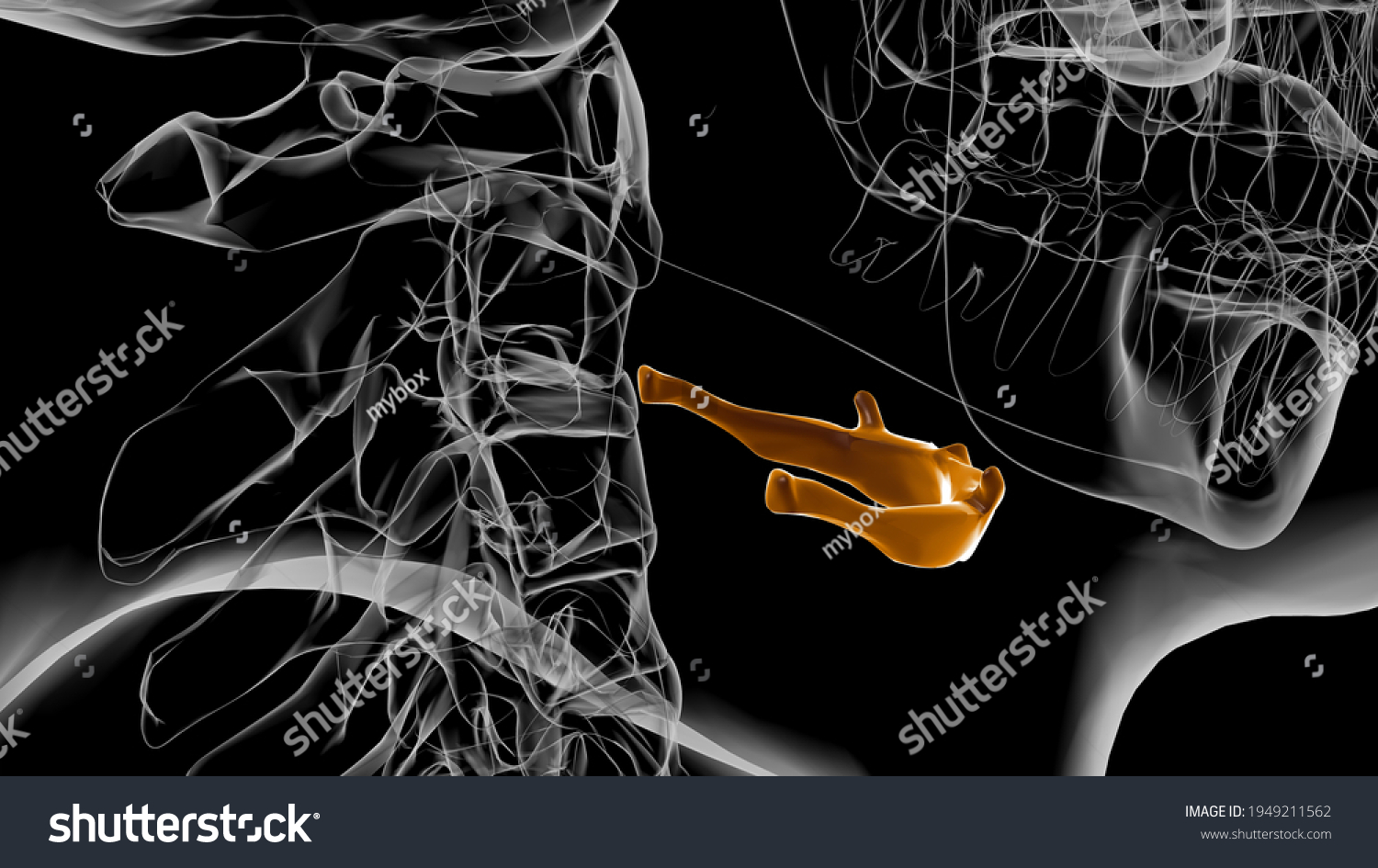 Human Skeleton Hyoid Bone Anatomy Medical Stock Illustration 1949211562 ...