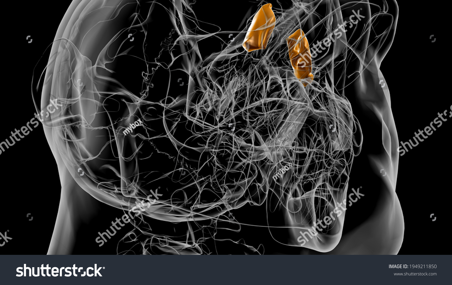 Human Skeleton Lacrimal Bone Anatomy 3d Stock Illustration 1949211850 Shutterstock 9986