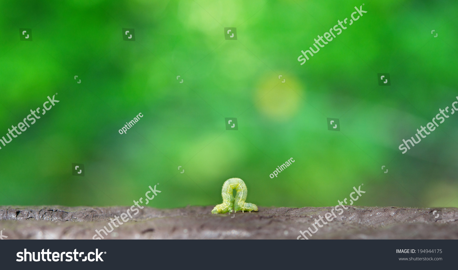 Crawling Inch Worm Green Spring Background Stock Photo 194944175