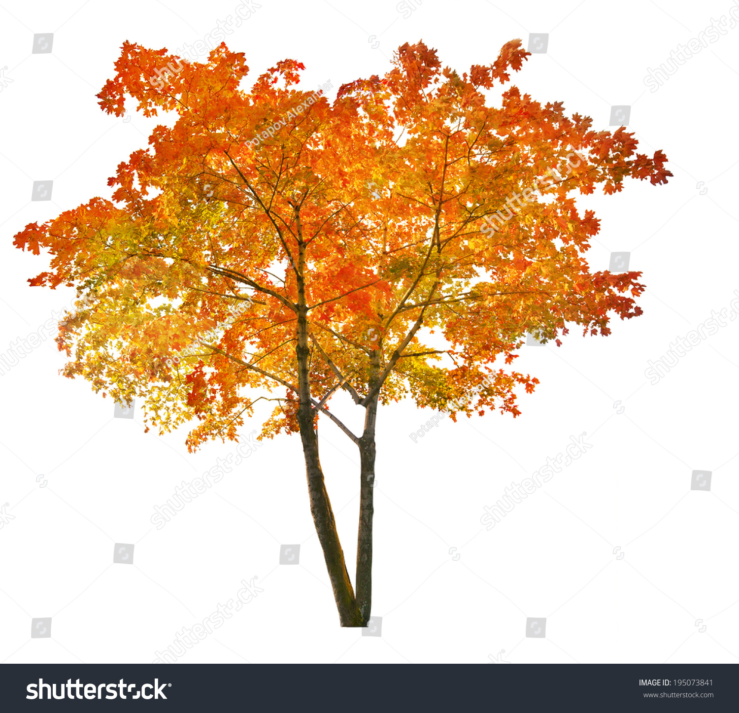 Дерево осенью на белом фоне