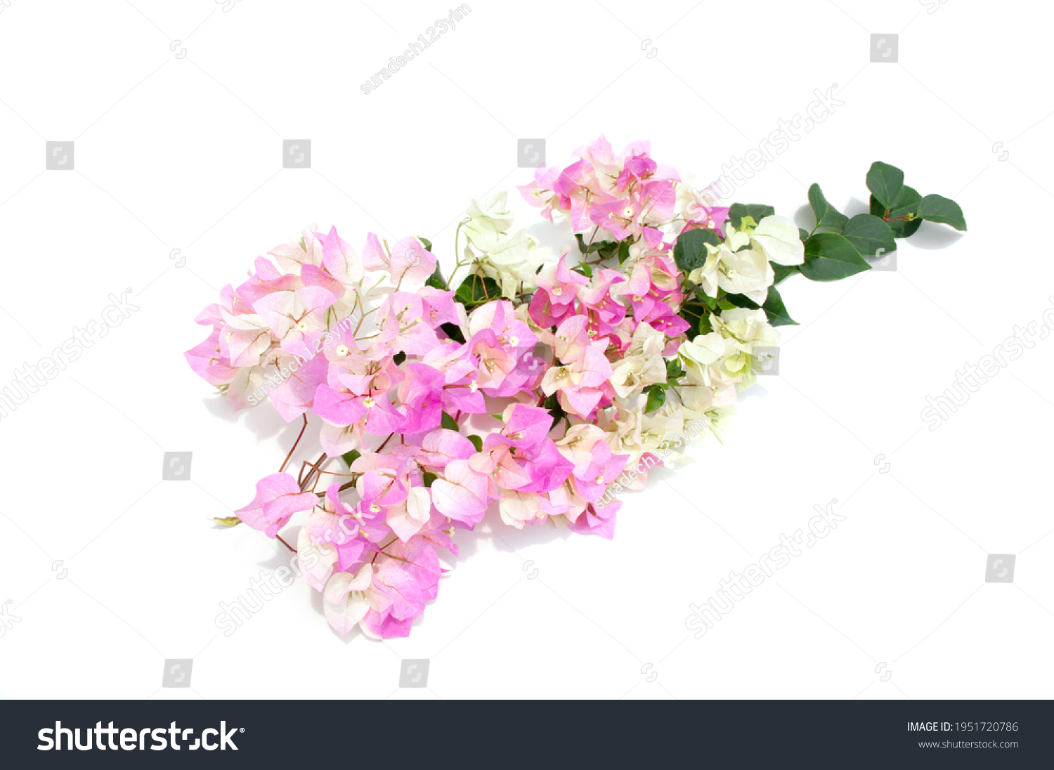 Bougainvillea Flower Isolated On White Background Stock Photo ...