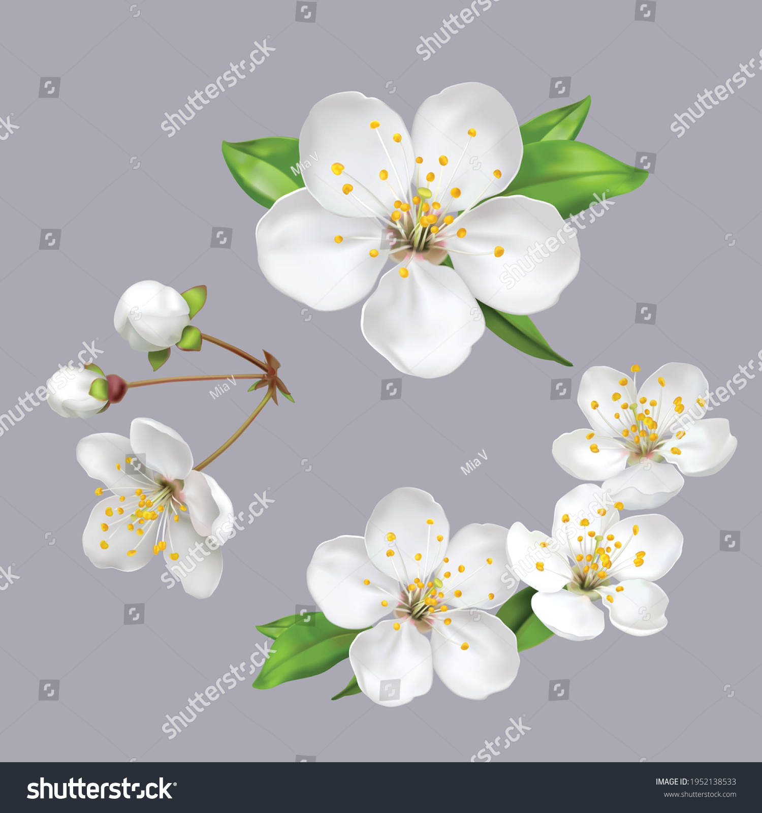 Spring Flowers Blossom White Apple Tree Stock Vector (Royalty Free ...