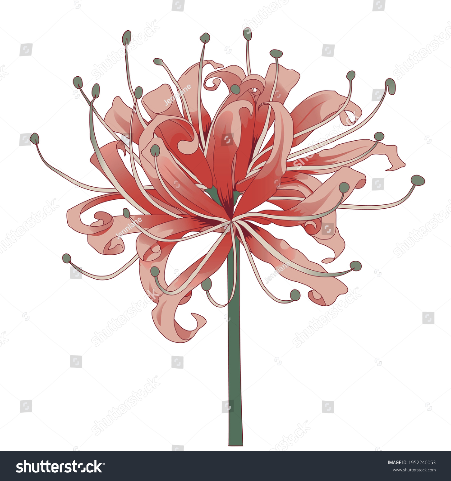 Red Spider Lily Flower Vector Illustration Stock Vector (Royalty Free