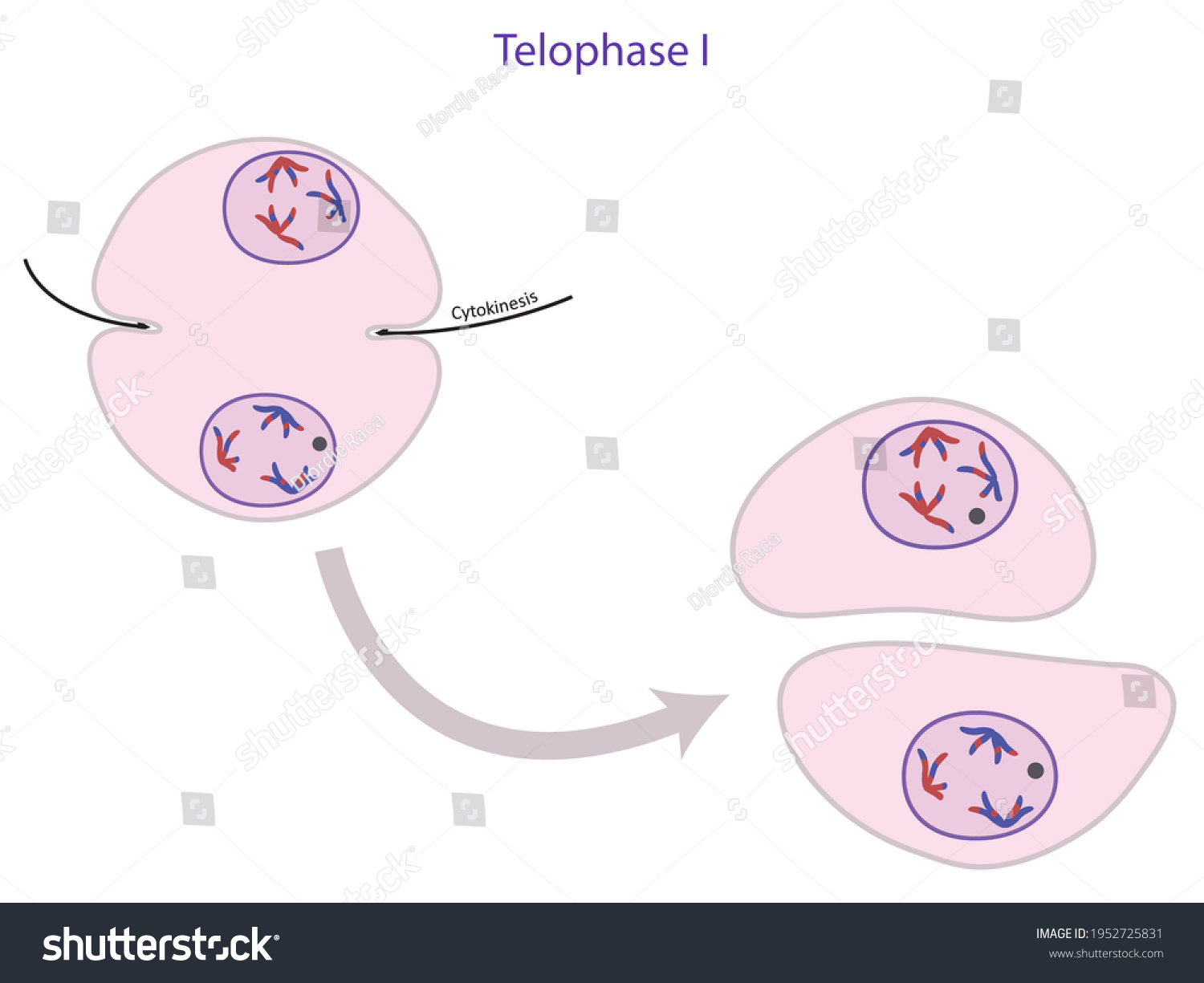 Telophase Part Meiosis Reproductive Cell Division Stock Illustration ...