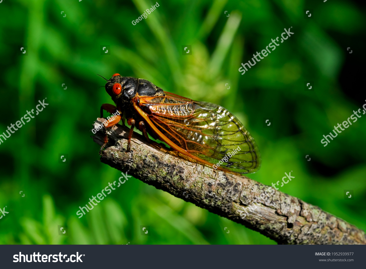 cicada nymph