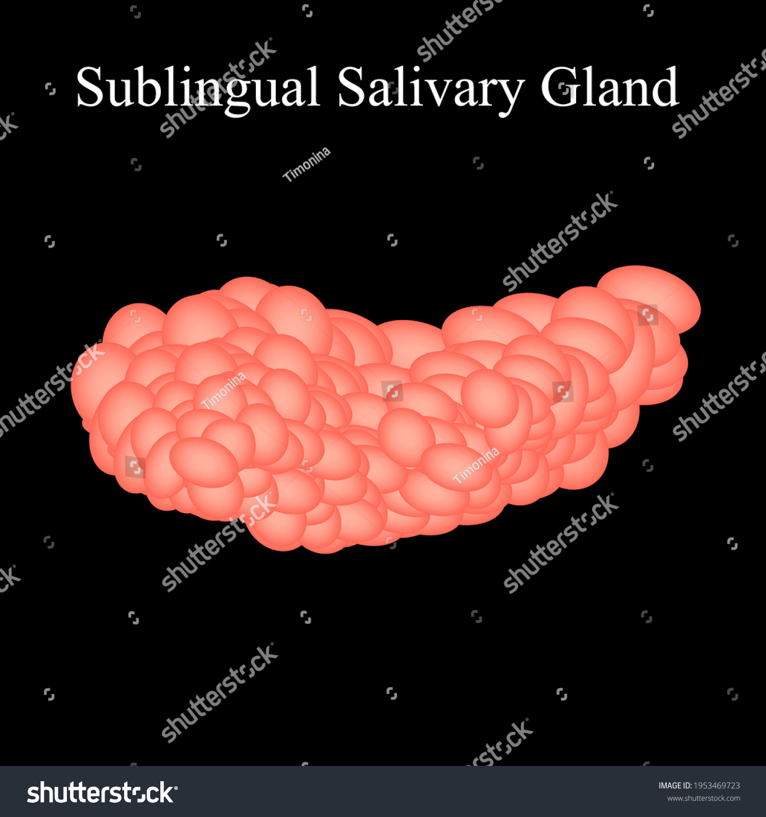 Sublingual Salivary Gland Illustration On Isolated Stock Illustration ...