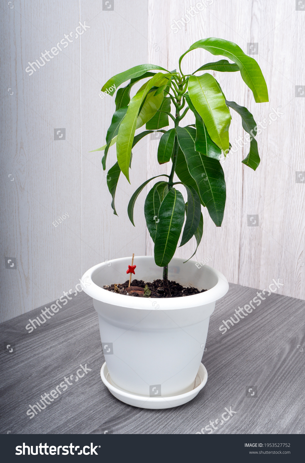 2,193 Mangifera indica trees Images, Stock Photos & Vectors Shutterstoc...