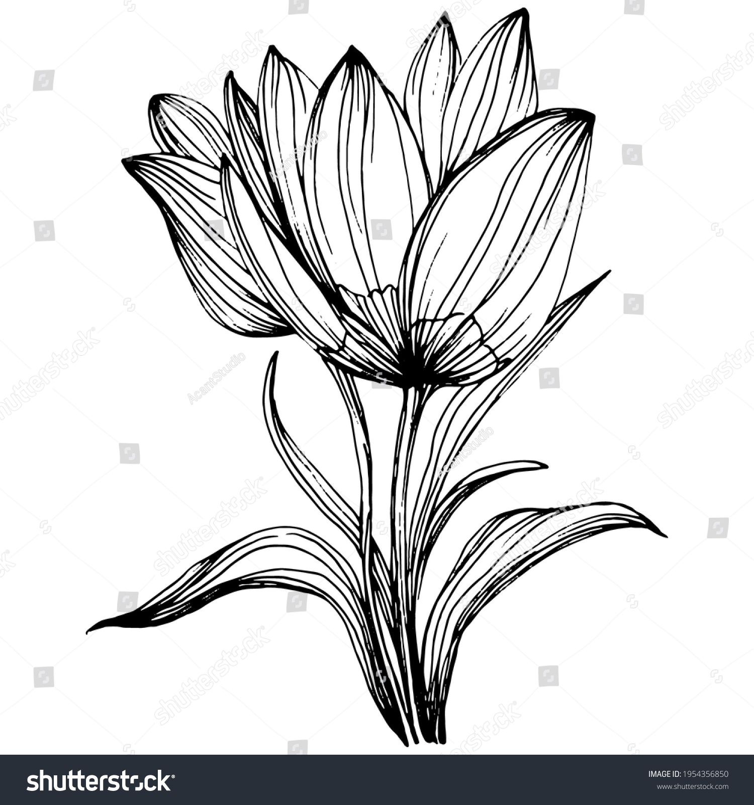 Crocus Saffron Flower Floral Botanical Flower Stock Vector (Royalty ...