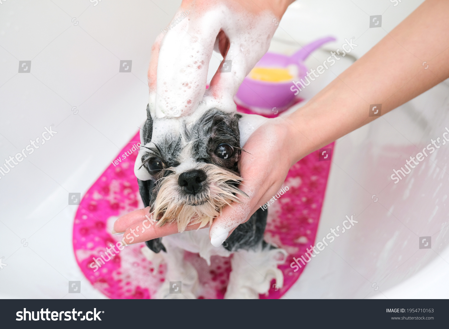 947 Dog getting a bath Images, Stock Photos & Vectors | Shutterstock