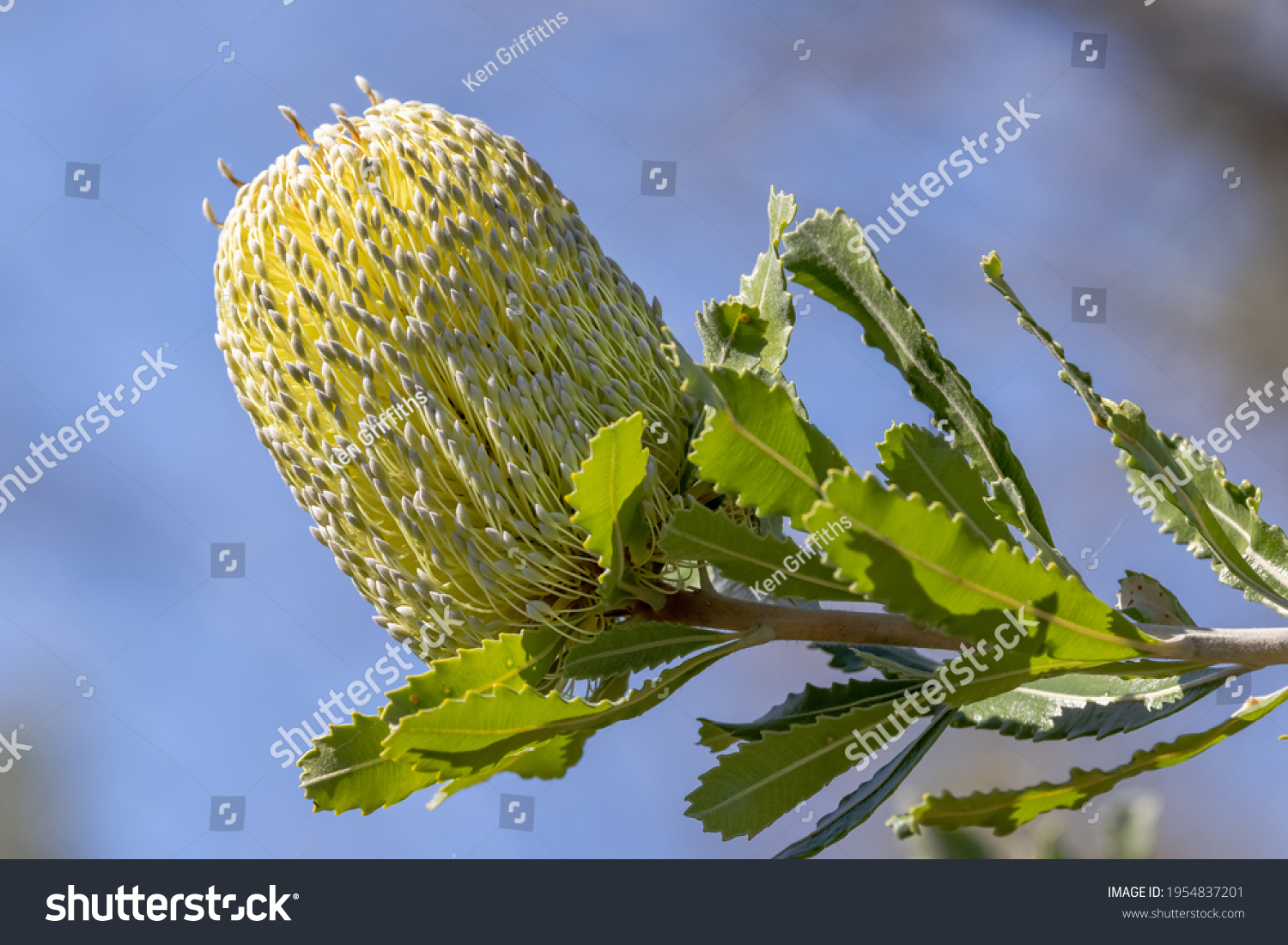 Sawtooth Old Man Banksia Stock Photo 1954837201 Shutterstock