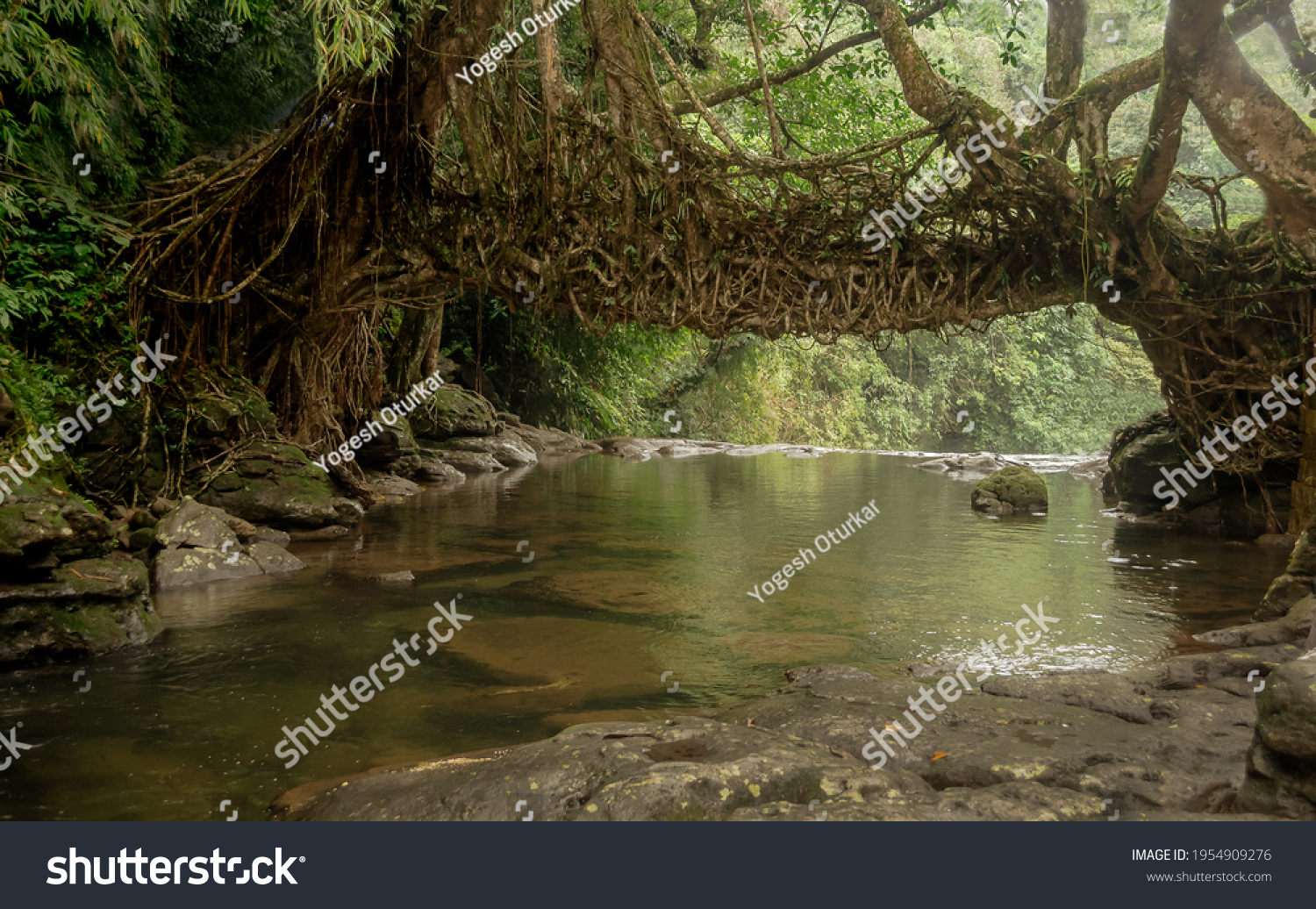 Living Root Bridge Mawlynnong Meghalaya Stock Photo 1954909276 ...