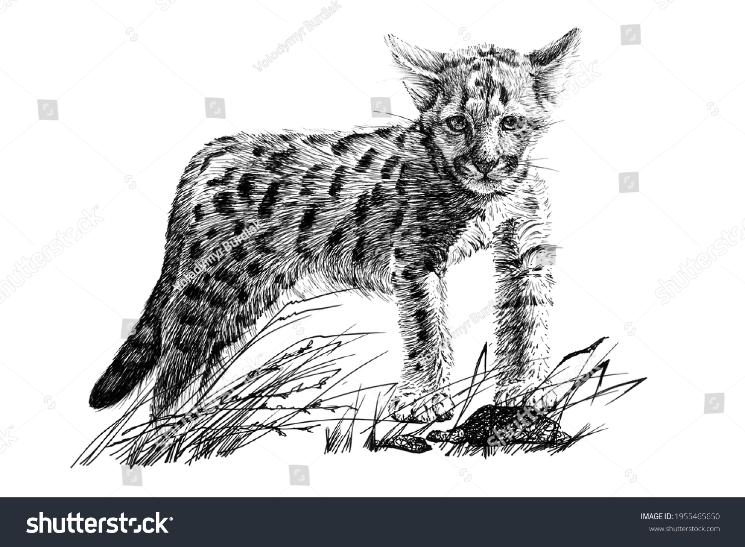 Hand Drawn Baby Cougar Cub Sketch Stock Illustration 1955465650