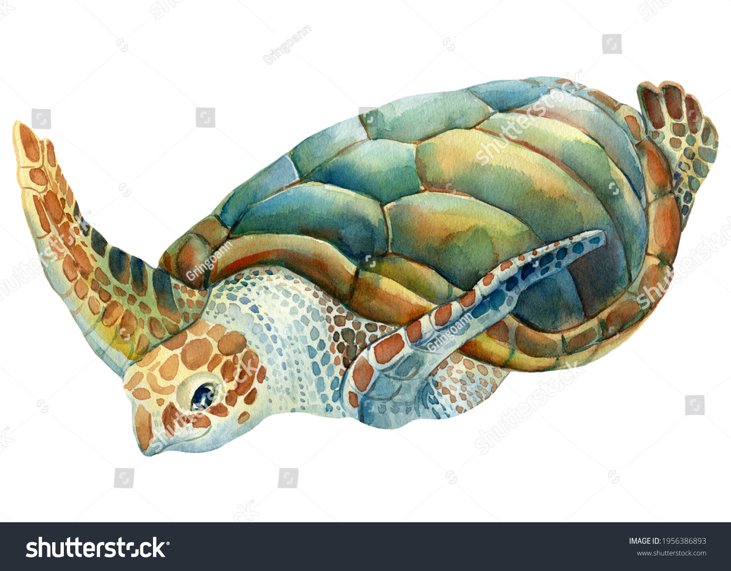 Sea Turtle On Isolated White Background Stock Illustration 1956386893 ...