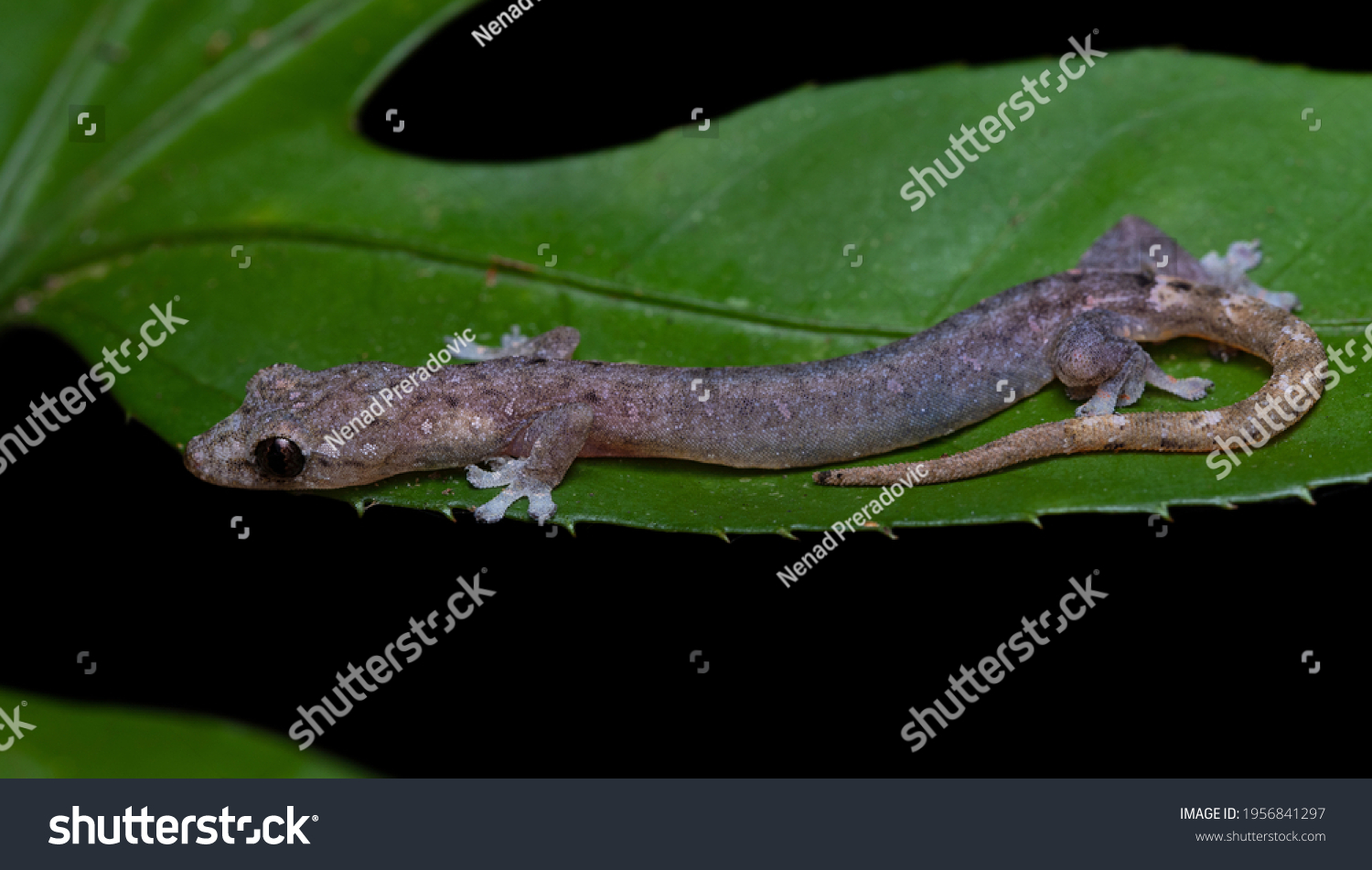 Indopacific Tree Gecko Hemiphyllodactylus Typus Isolated Stock Photo ...