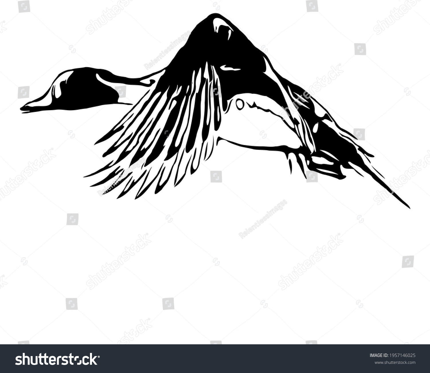 Northern Pintail Duck Waterfowl Flying Black Stock Vector (Royalty Free ...