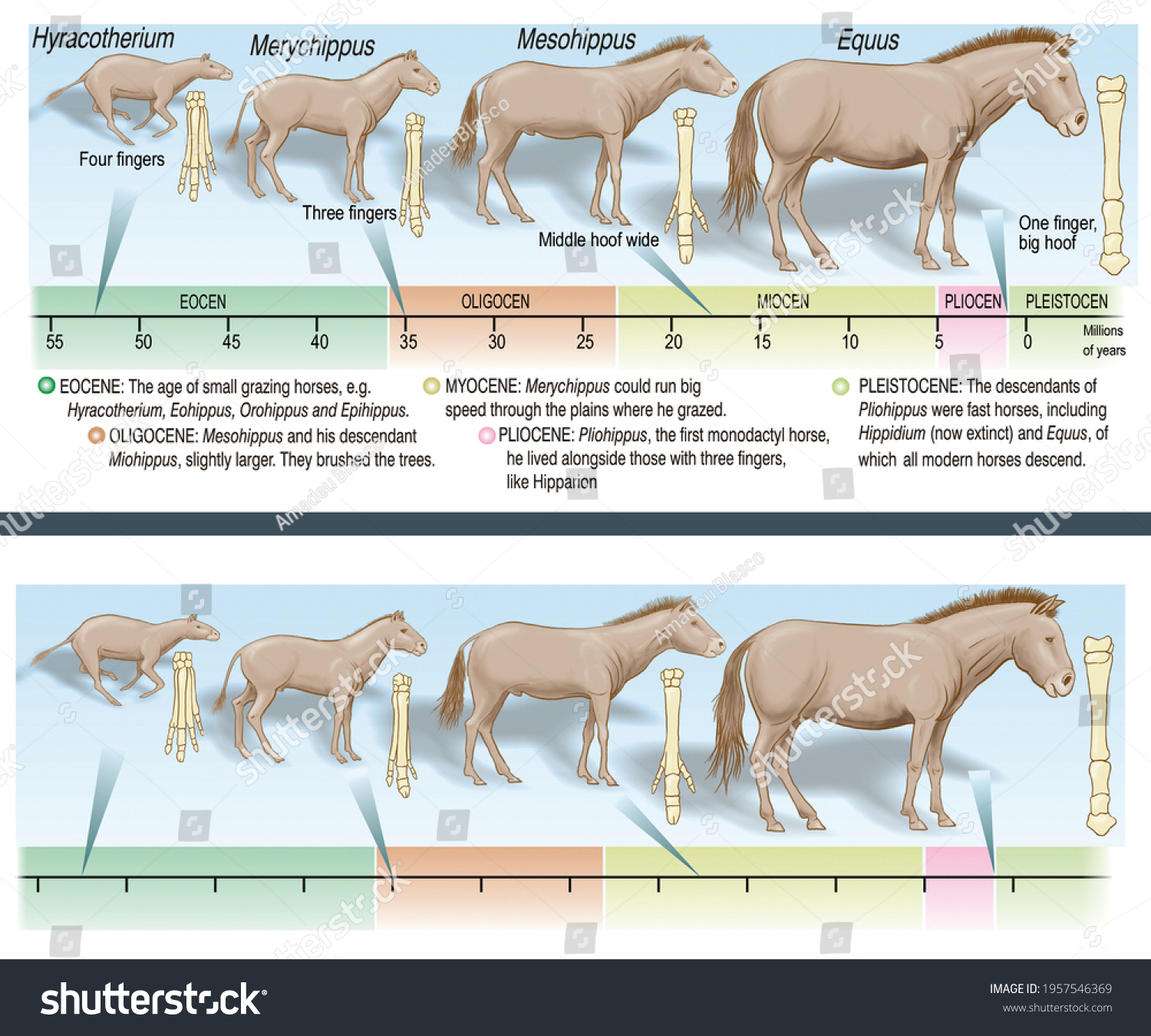 Paleontology Evolution Horse Species Evolutionary Line Stock