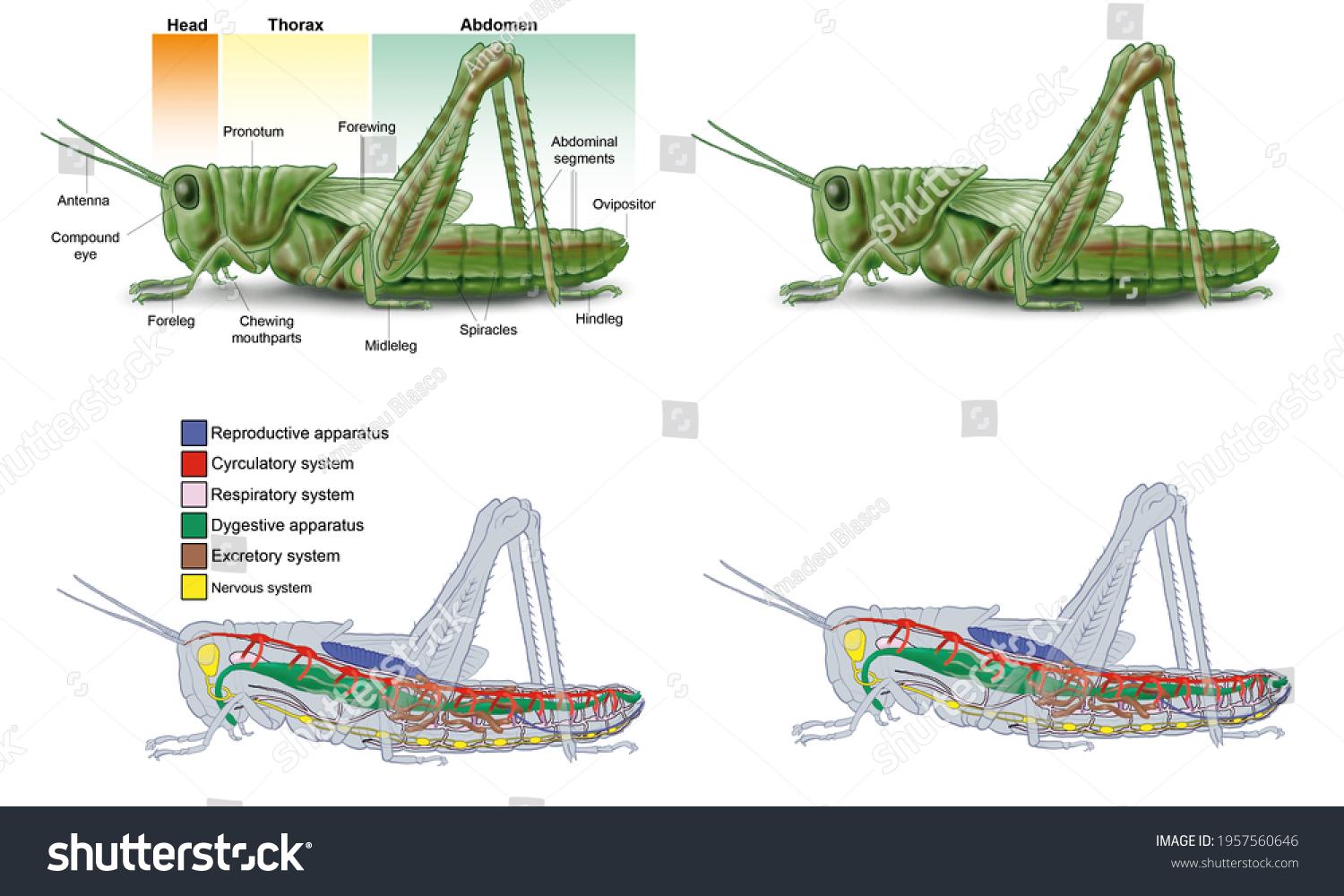 Internal Anatomy Insect Grasshopper Illustration Various 库存插图 1957560646 Shutterstock 1051