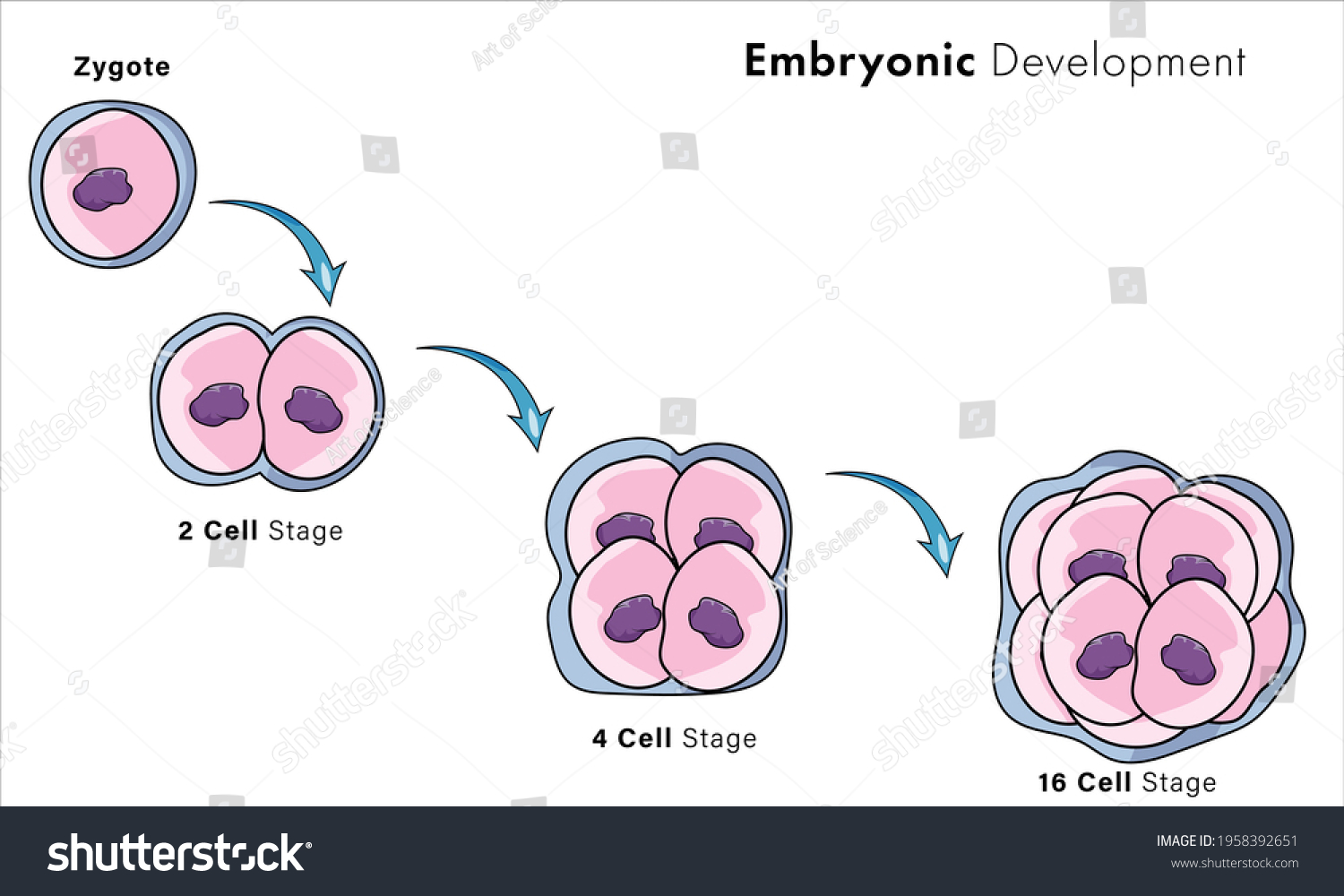 Stages Embryonic Development Zygote After Fertilization Stock Vector ...