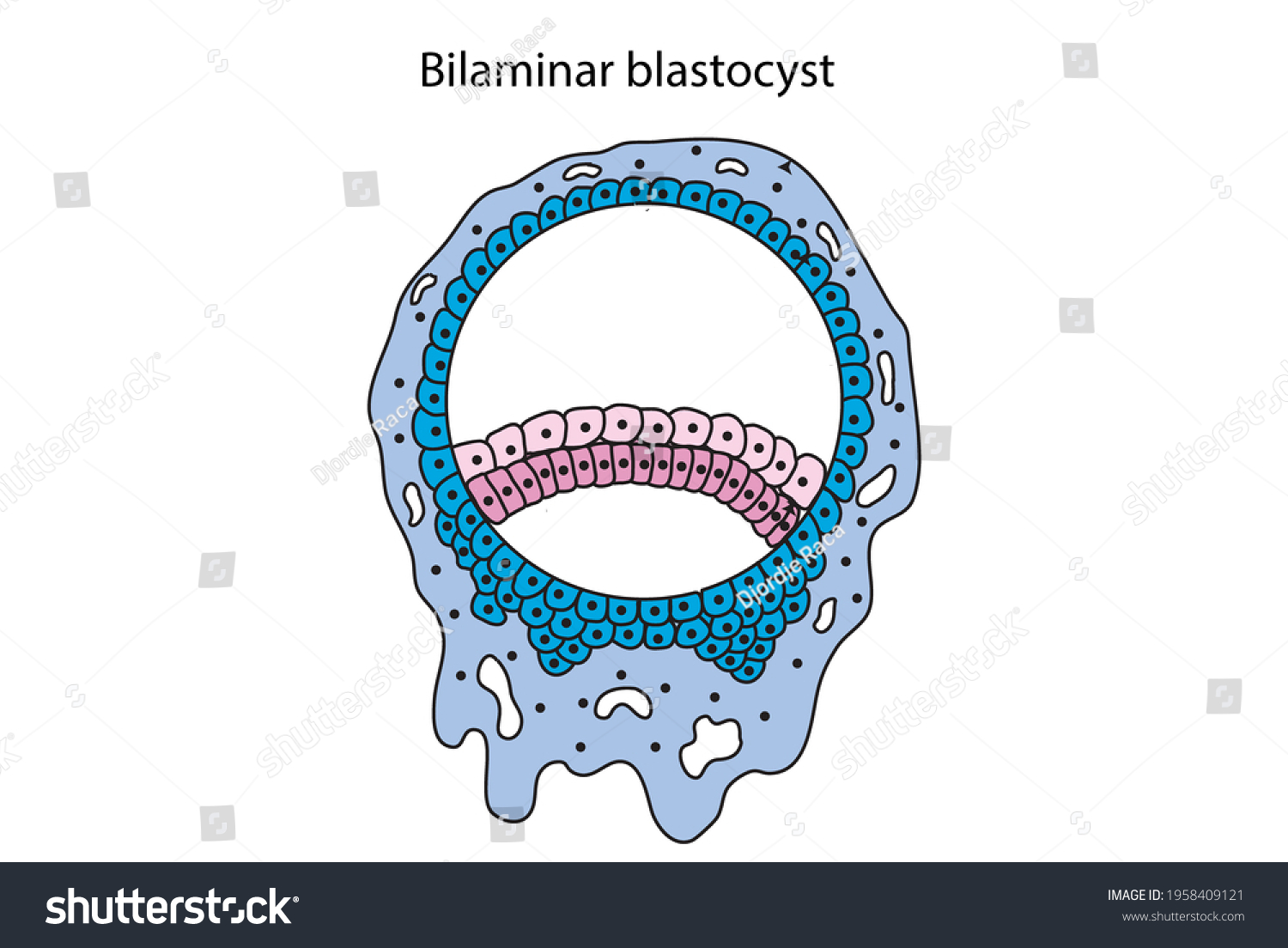 Bilaminar Blastocyst Preembryonic Stage Development Unlabeled Stock