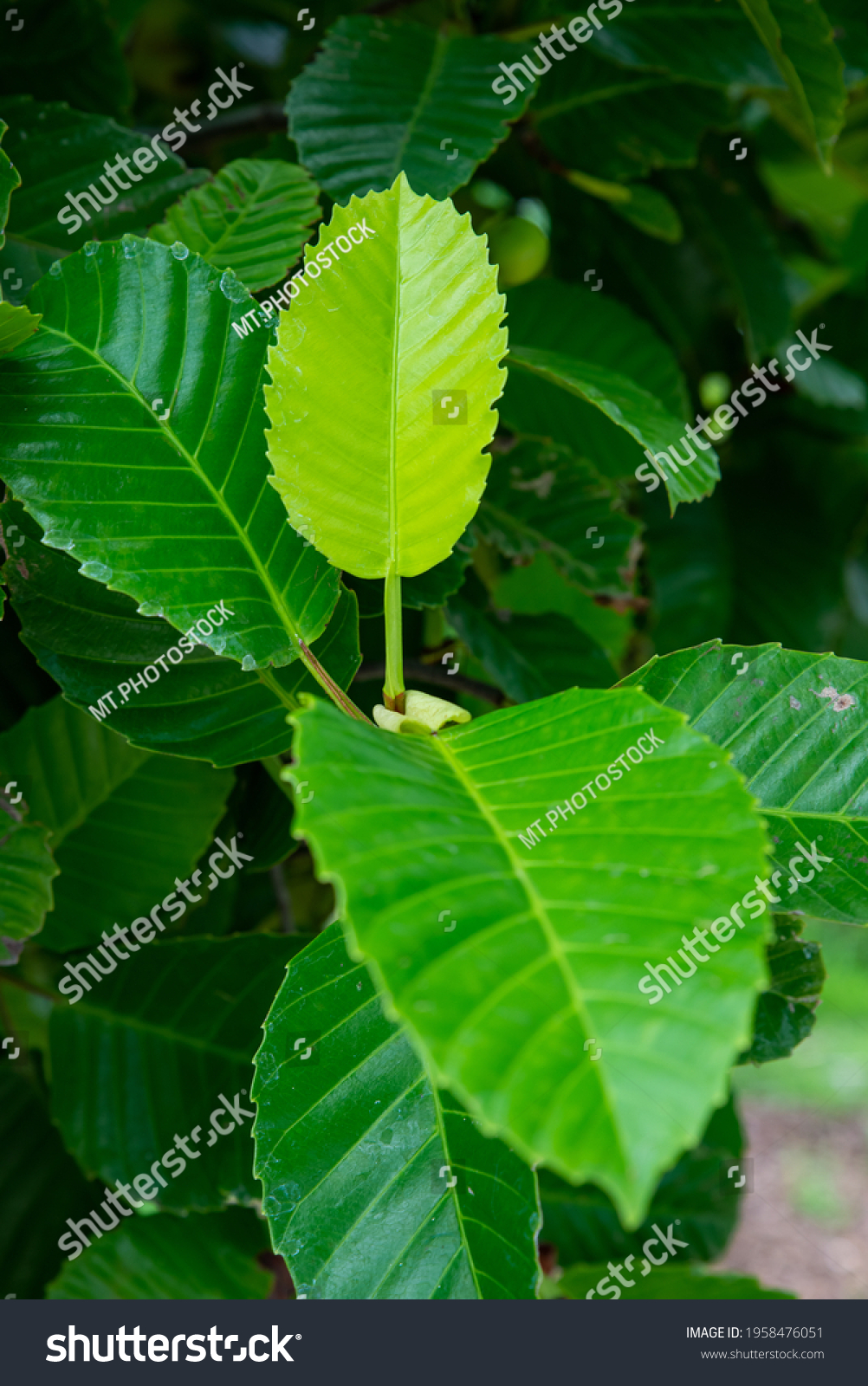 Dillenia Simpor Dillenia Suffruticosa On Blurred Stock Photo 1958476051 