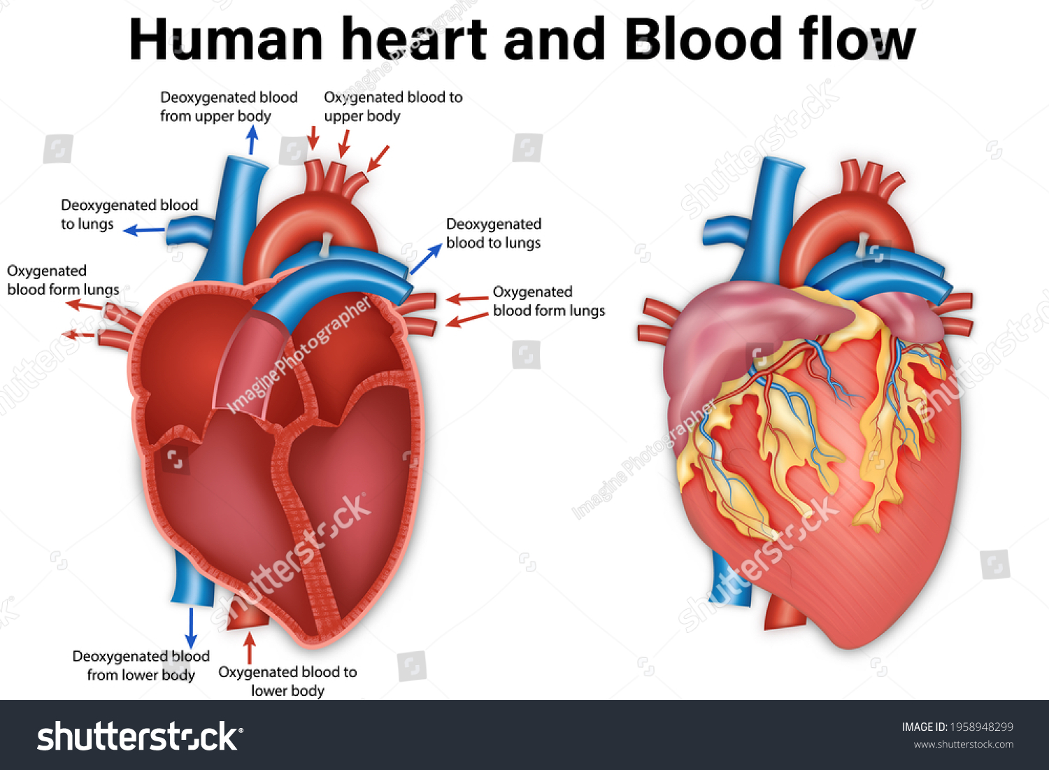 Diagram Human Heart Anatomy Blood Flow Stock Illustration 1958948299 ...