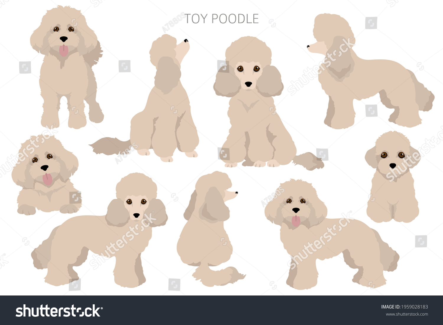 Toy Poodle Clipart Different Poses Coat: стоковая векторная графика (без ли...