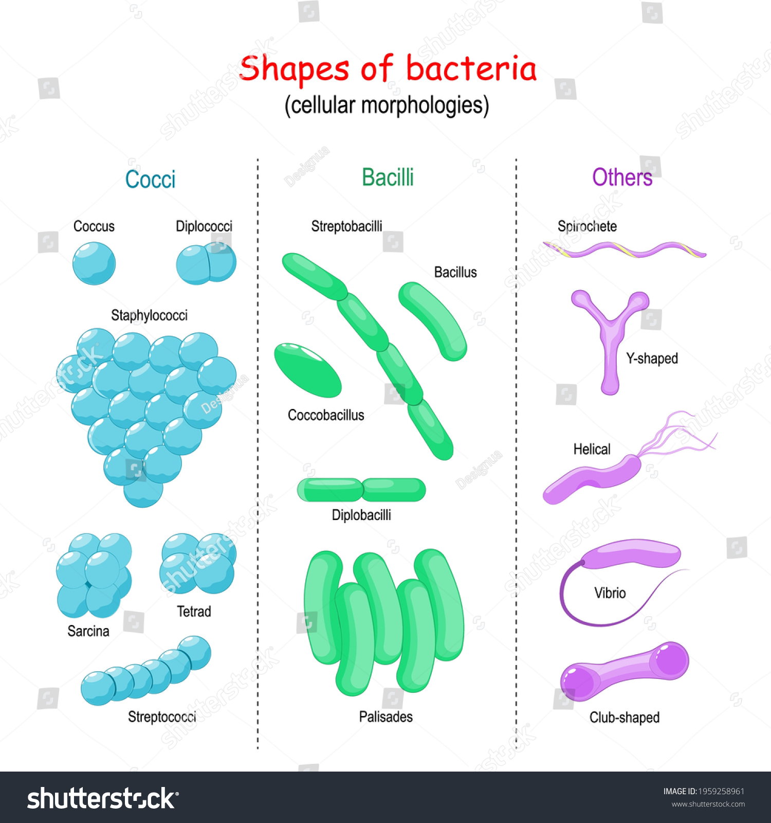 Shapes Bacteria Cellular Morphologies Bacilli Cocci Stock Vector ...