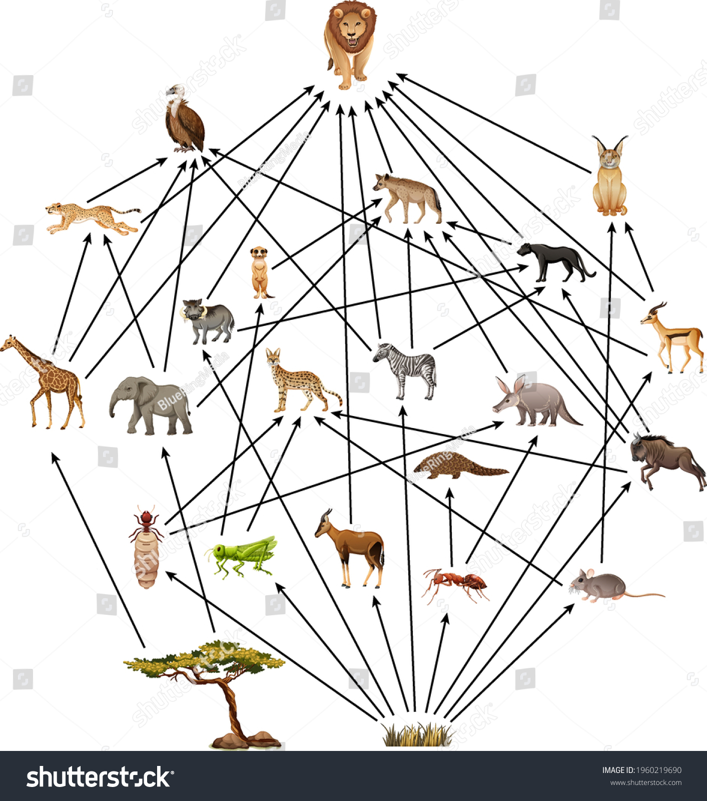 African Animal Food Web On White Stock Vector (Royalty Free) 1960219690 ...