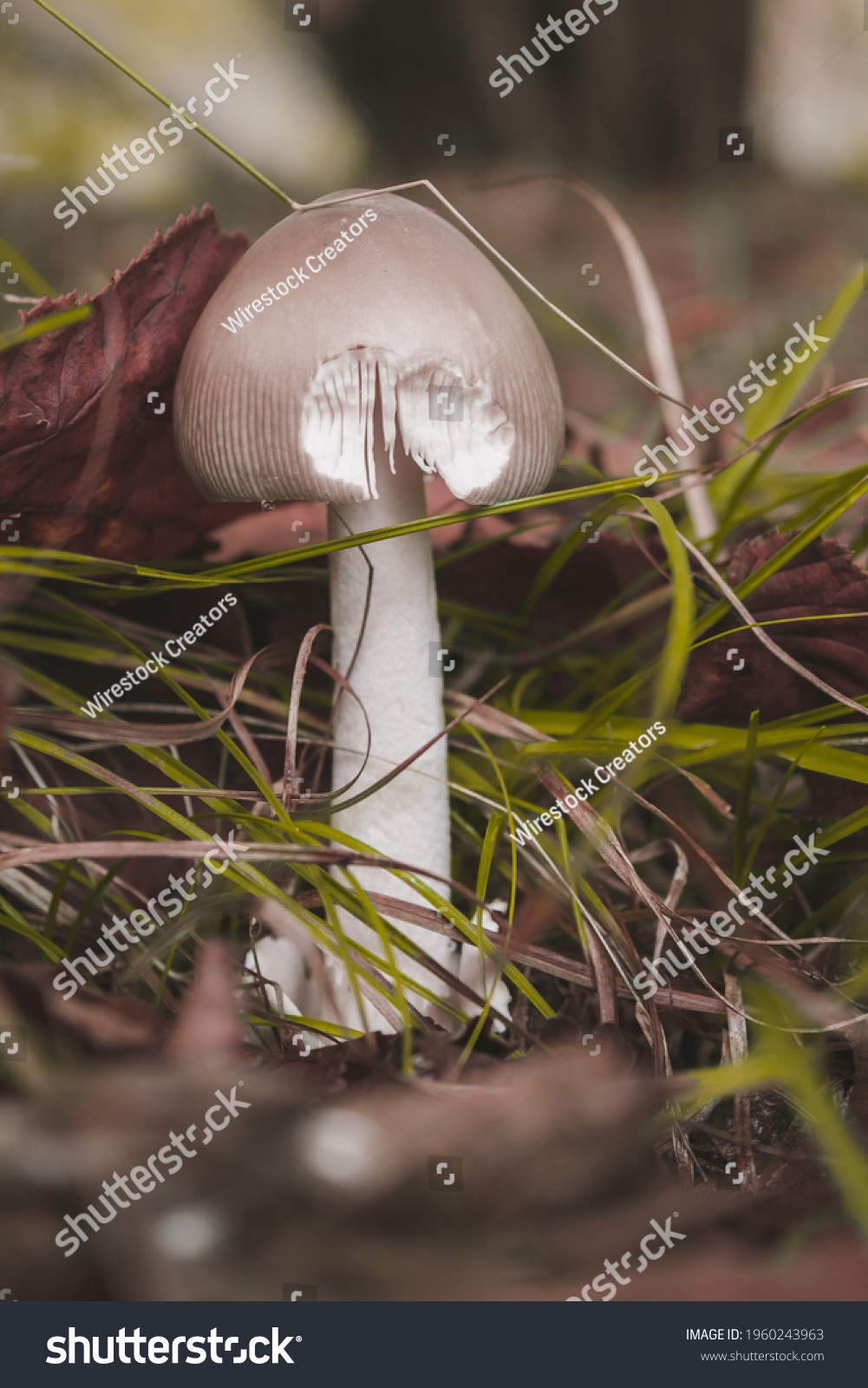 Amanita Vaginata Edible Wild Grisette Mushroom Stock Photo 1960243963 ...