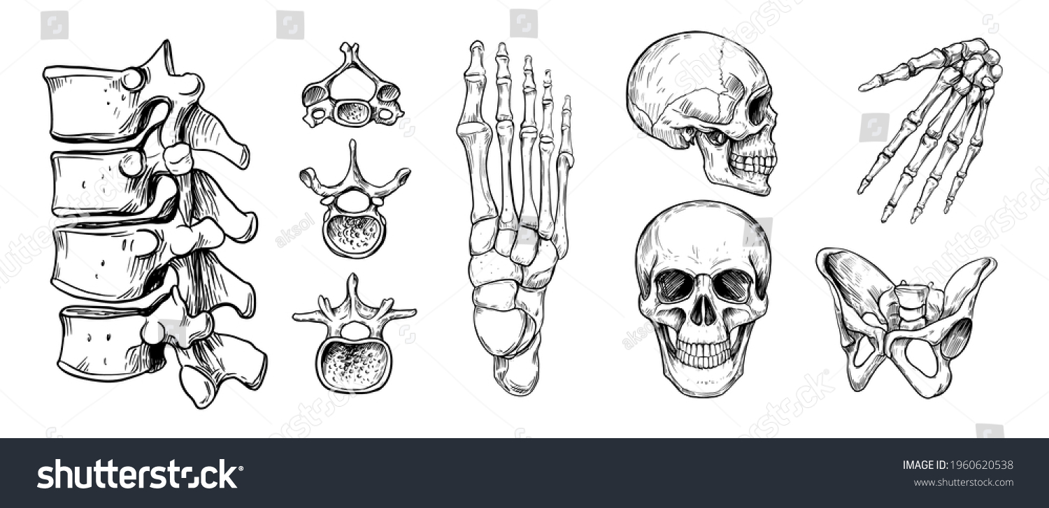 Human Skeleton Set Skull Spine Pelvis Stock Vector (Royalty Free ...