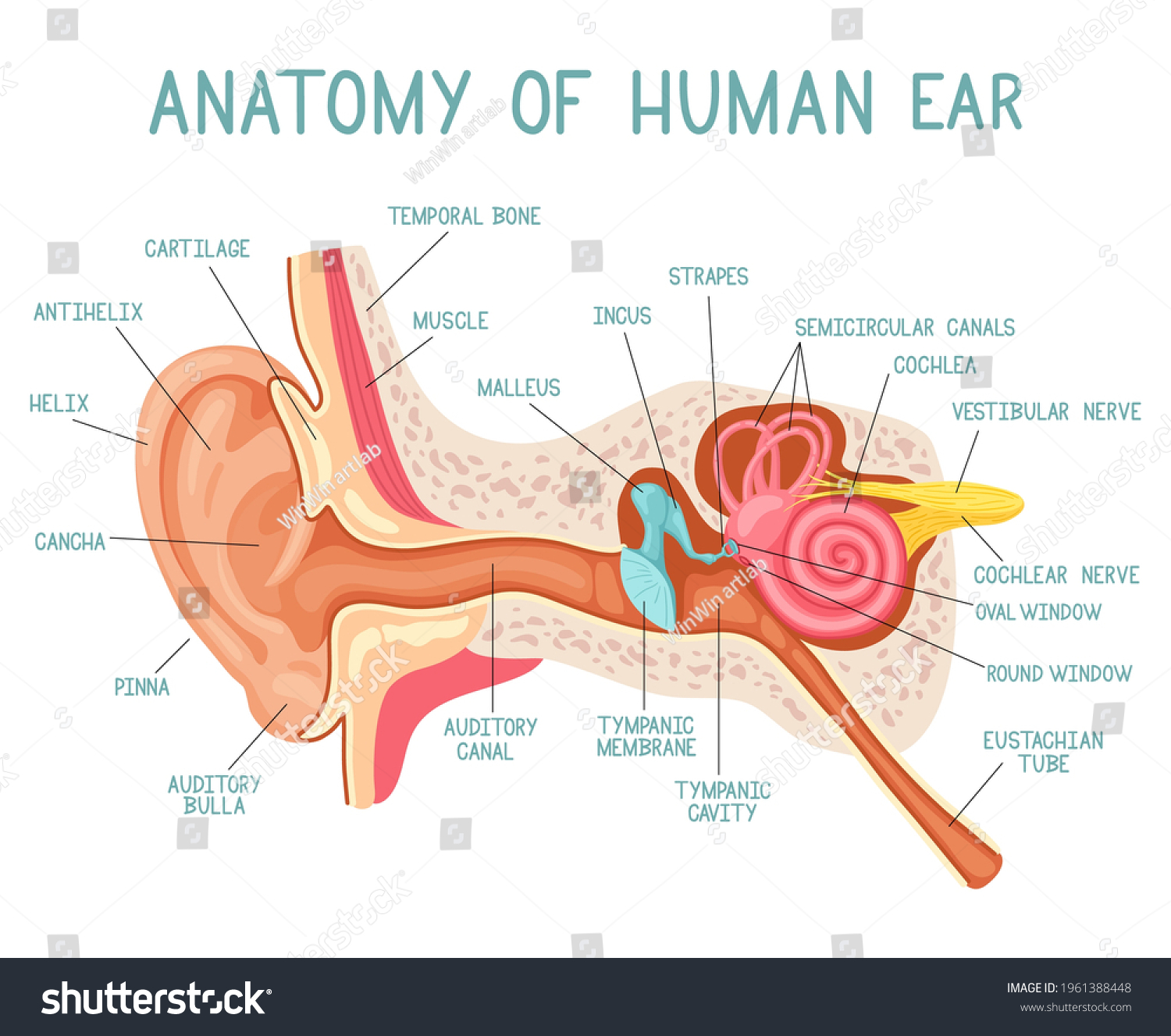 Cartoon Ear Anatomy Human Sound Sensory Stock Vector (Royalty Free ...