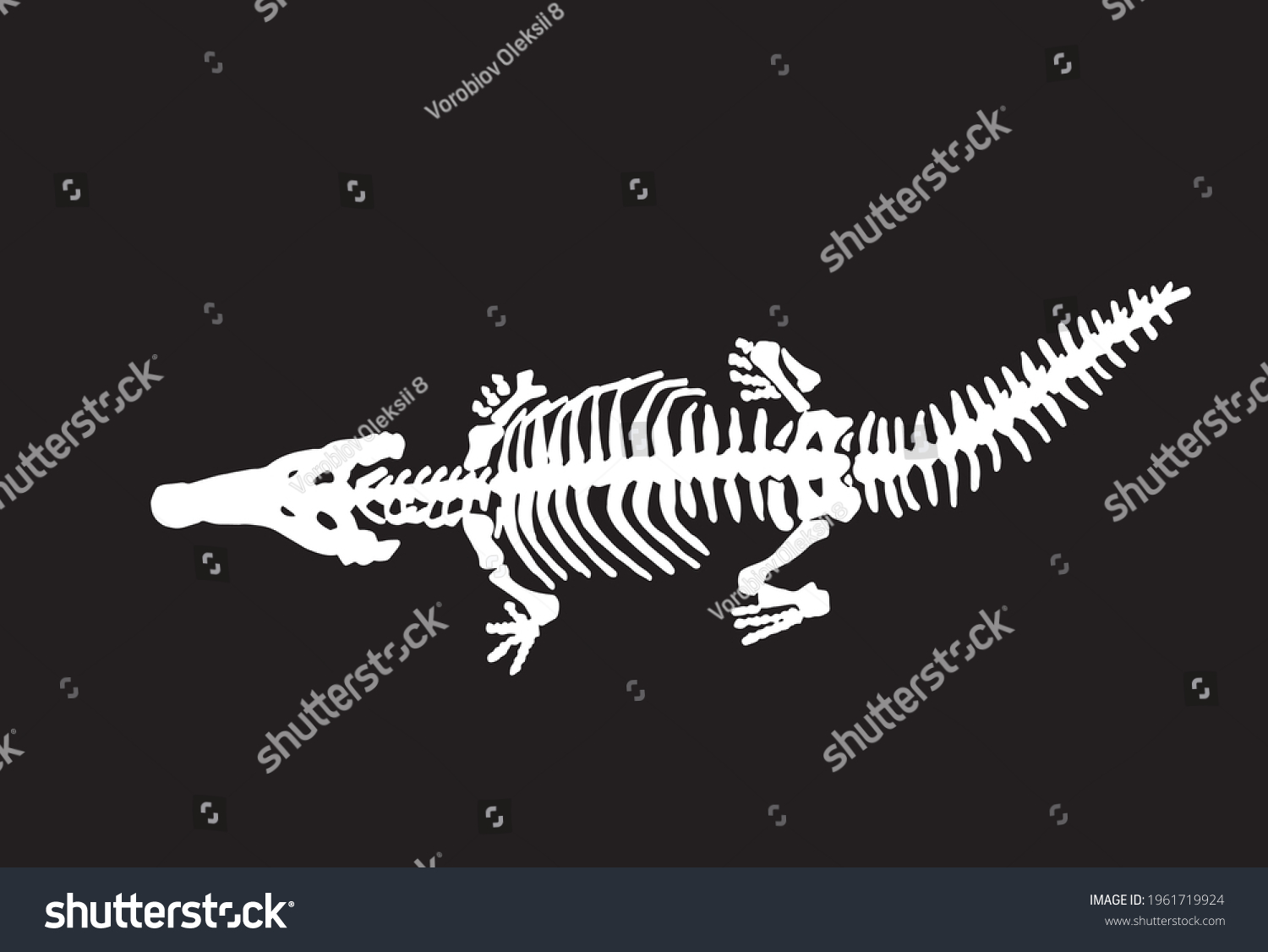 Graphical Silhouette Crocodile Skeleton On Blackfossils Stock Vector ...