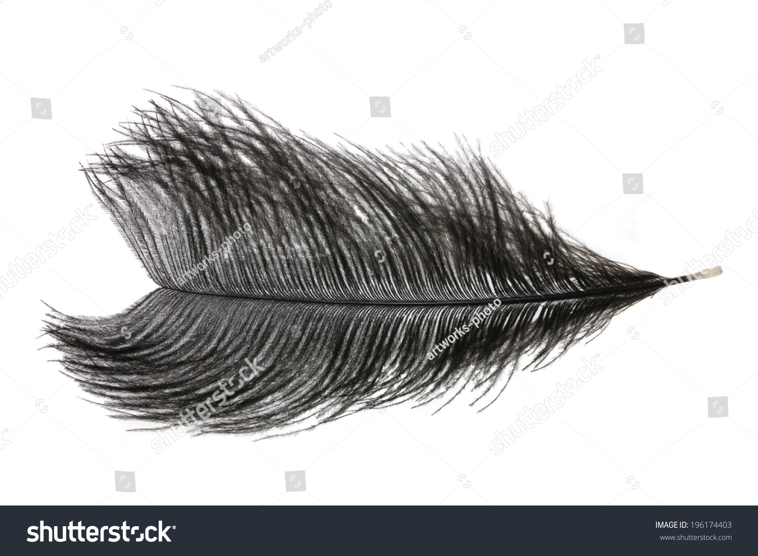 Male Ostrich Feather Isolated On White Stock Photo 196174403 