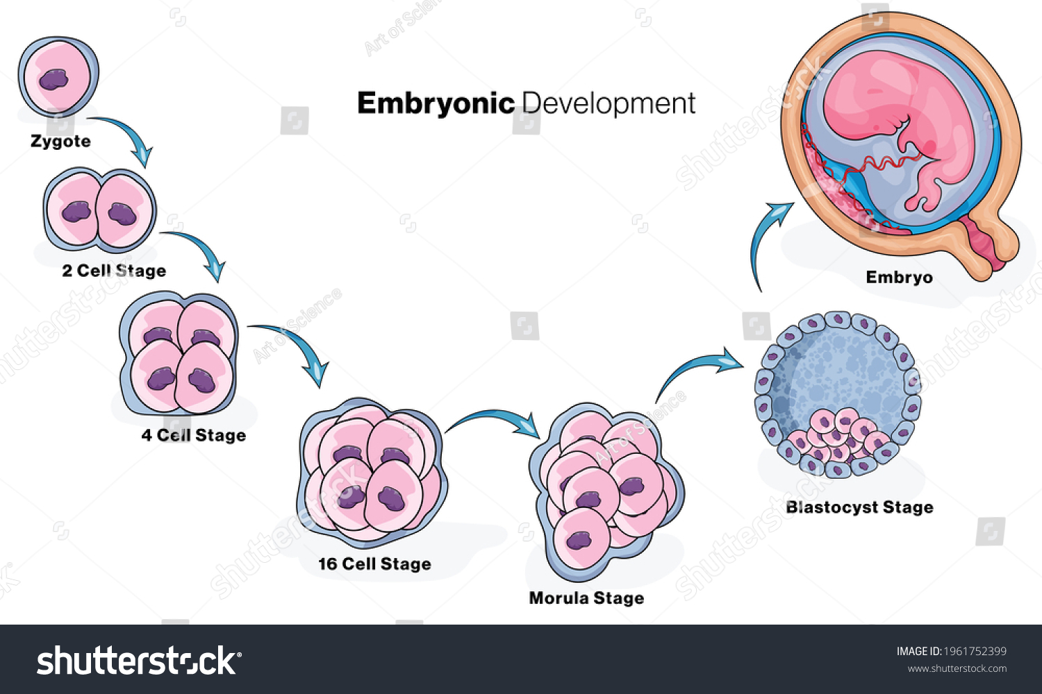 Human Embryonic Development Stages Illustration Stock Vector (Royalty ...