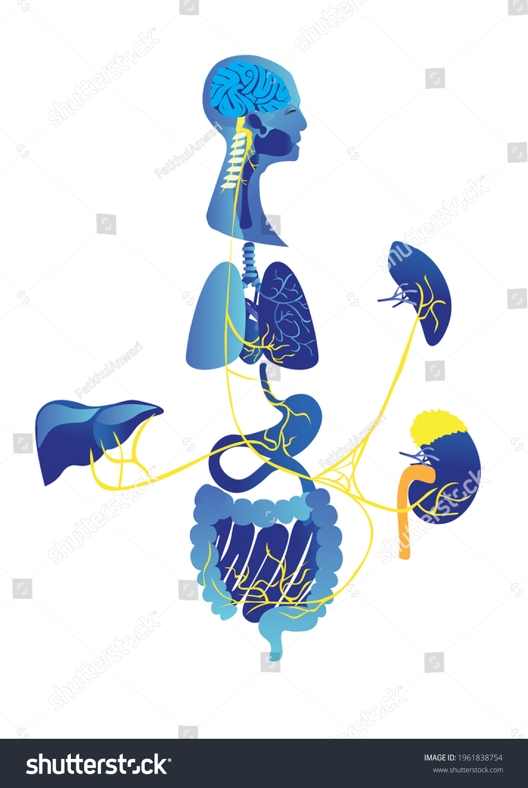 Human Vagus Nerve Anatomi Illustration Stock Illustration 1961838754