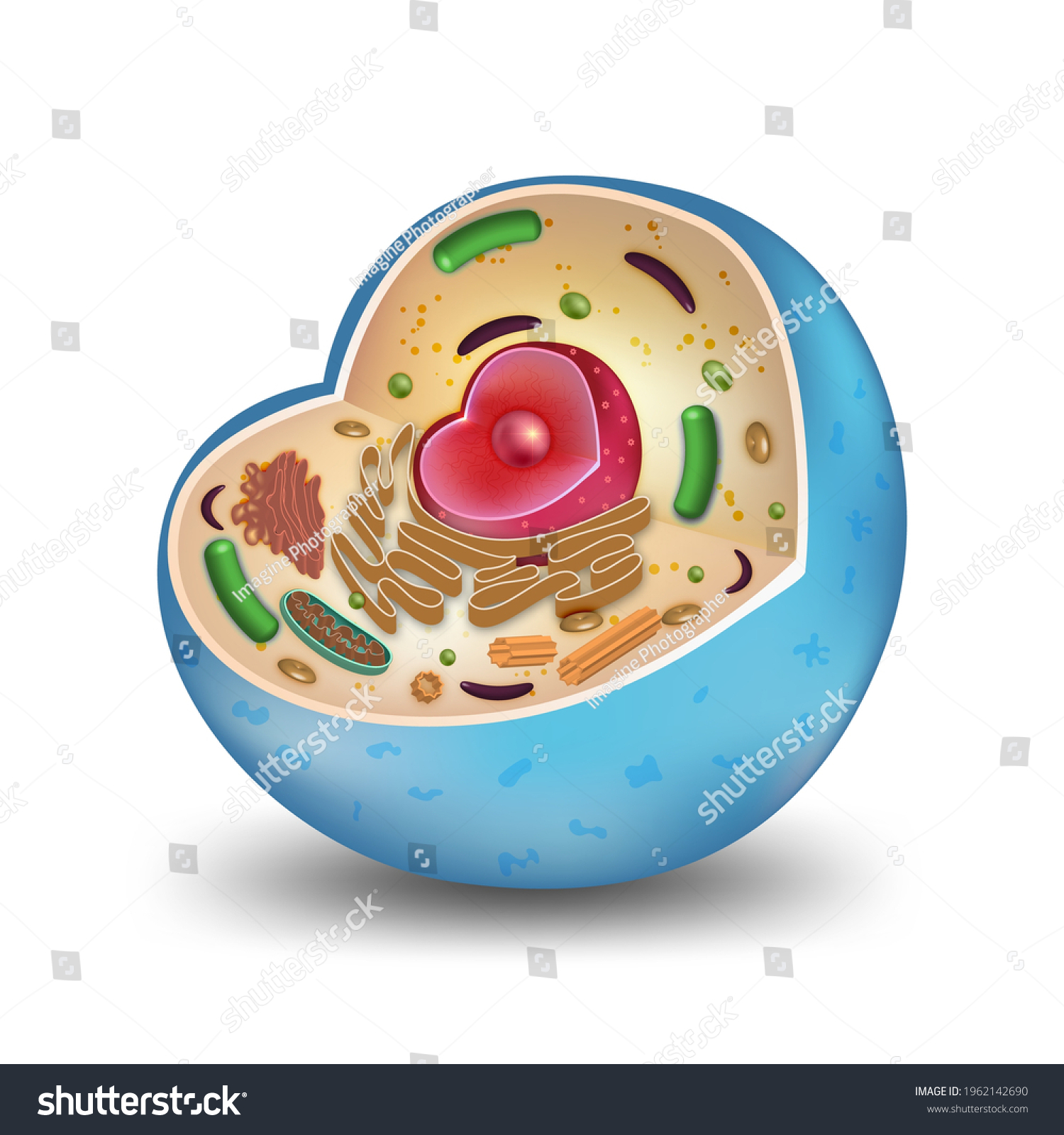 Cell Cross Section Structure Detailed Colorful Stock Vector (Royalty ...