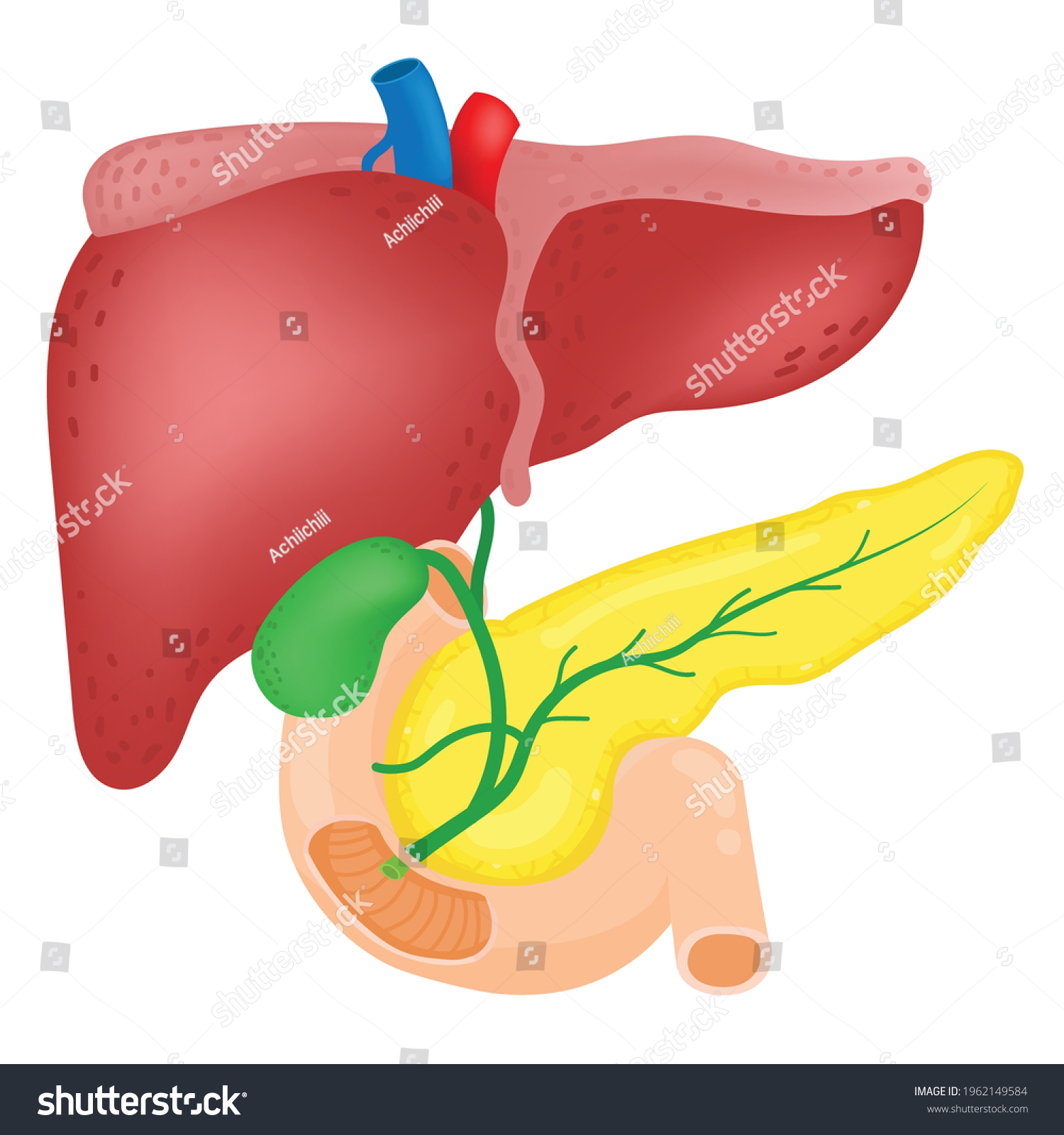 Anatomy Liver Gallbladder Pancreas Stock Vector (Royalty Free ...