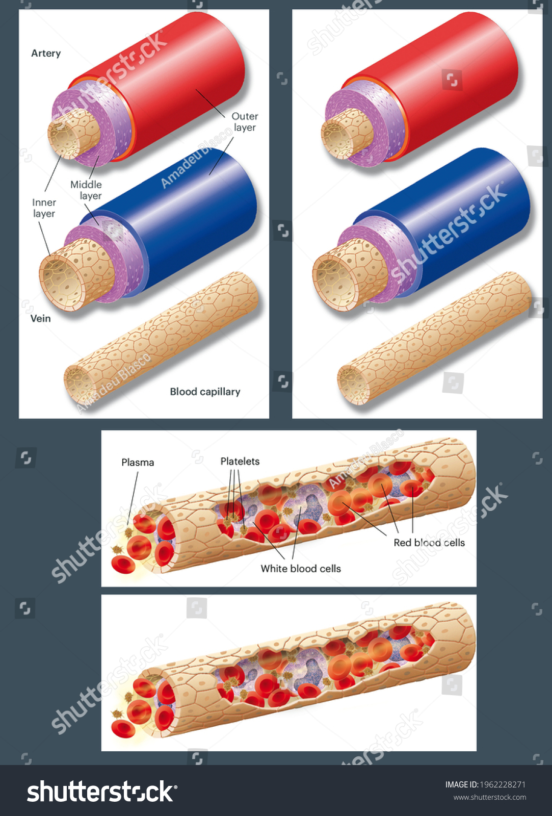 Circulatory System Ultrastructure Wall Veins Arteries Stock ...