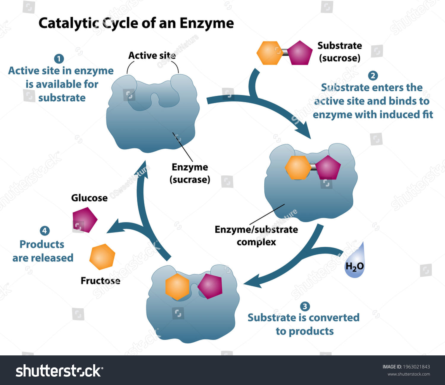 Catalytic Cycle Enzyme Active Site Available Stock Vector (Royalty Free ...