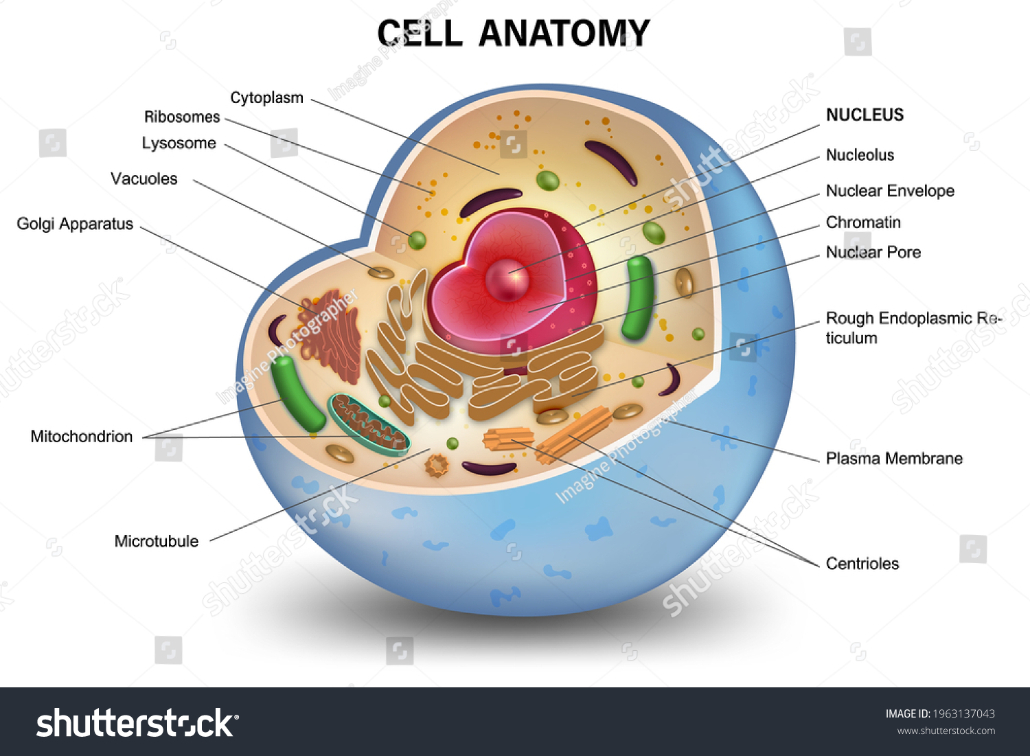 Cell Cross Section Structure Detailed Colorful Stock Vector (Royalty ...