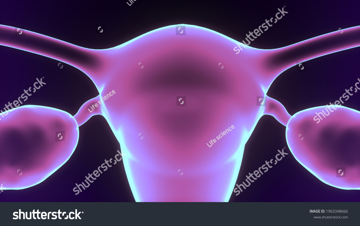 Female Reproductive System Anatomy 3d Illustration Stock Illustration 1963348666 Shutterstock 0503