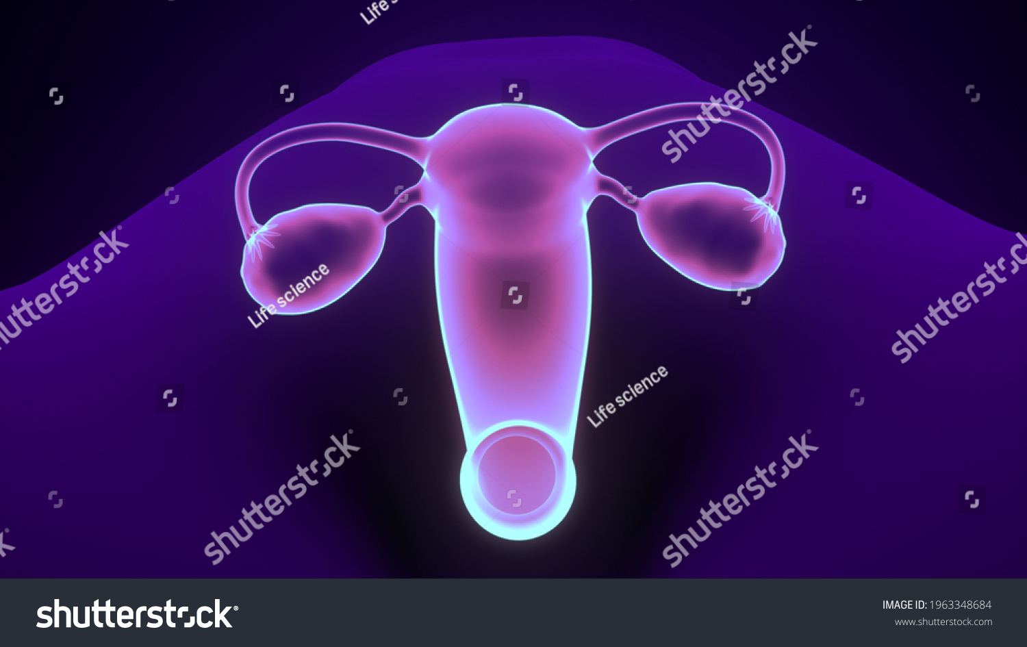 Female Reproductive System Anatomy 3d Illustration Stock Illustration 1963348684 Shutterstock 7164