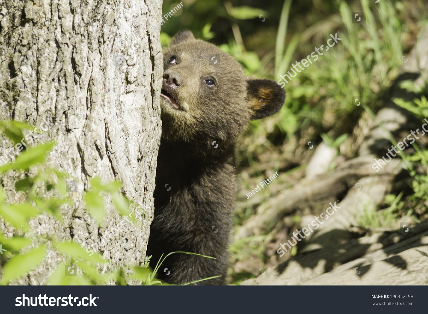 Black Bear Cub Tree Stock Photo 196352198 | Shutterstock