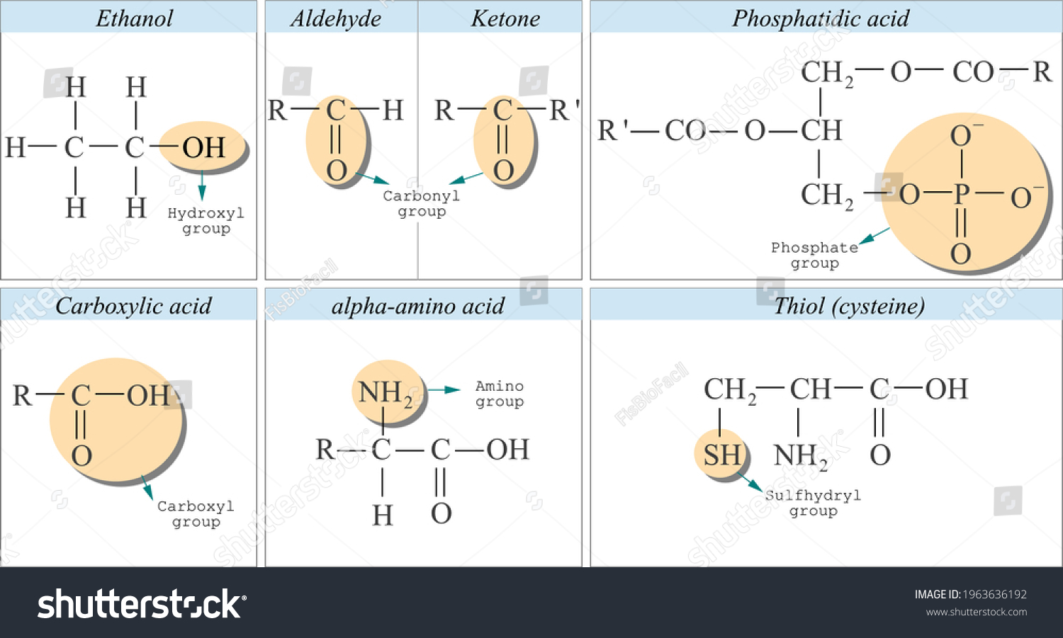 Functional Groups Organic Chemistry Stock Vector Royalty Free 1963636192 Shutterstock 6833