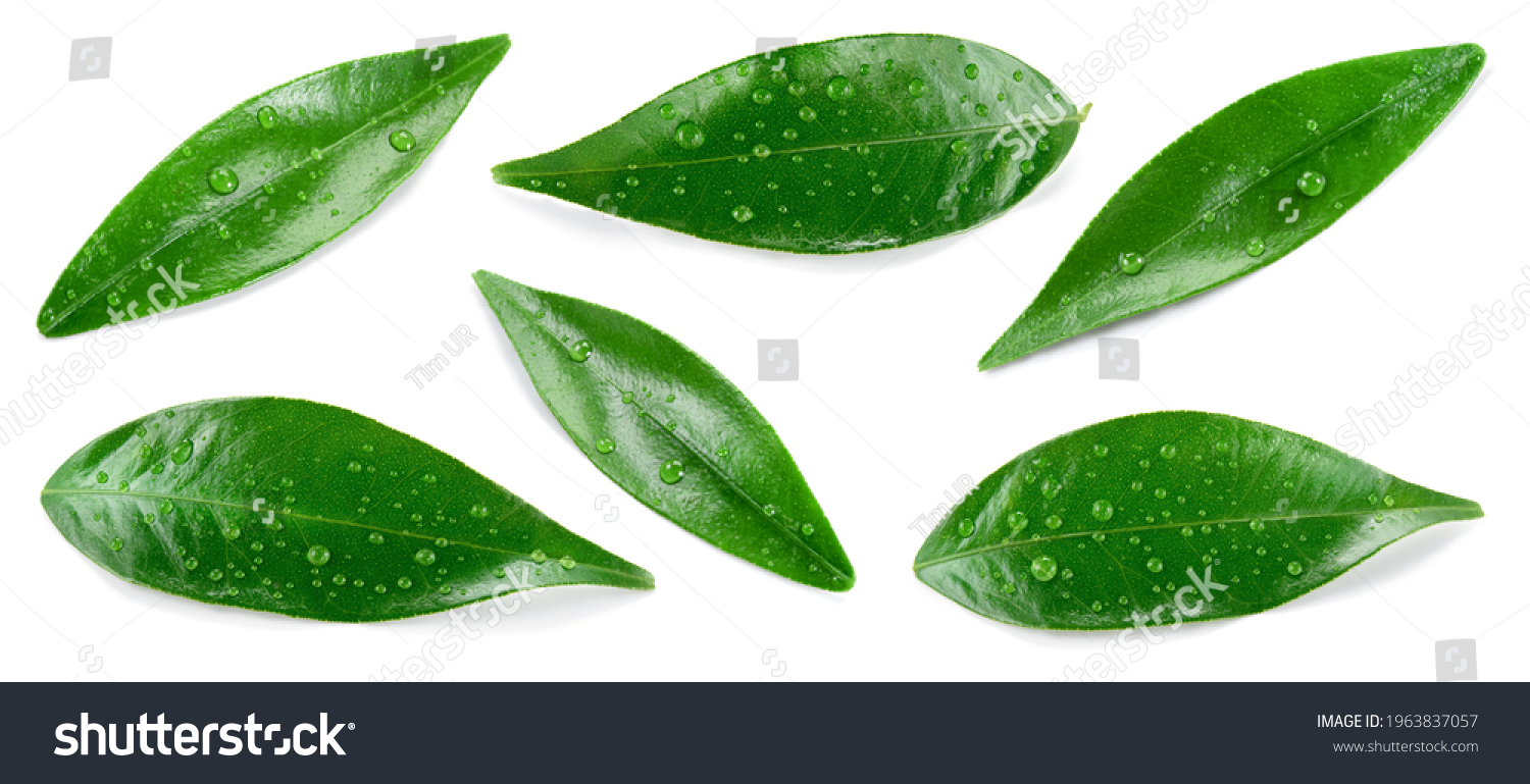 17,566 Wet Lemon Leaf Images, Stock Photos & Vectors | Shutterstock