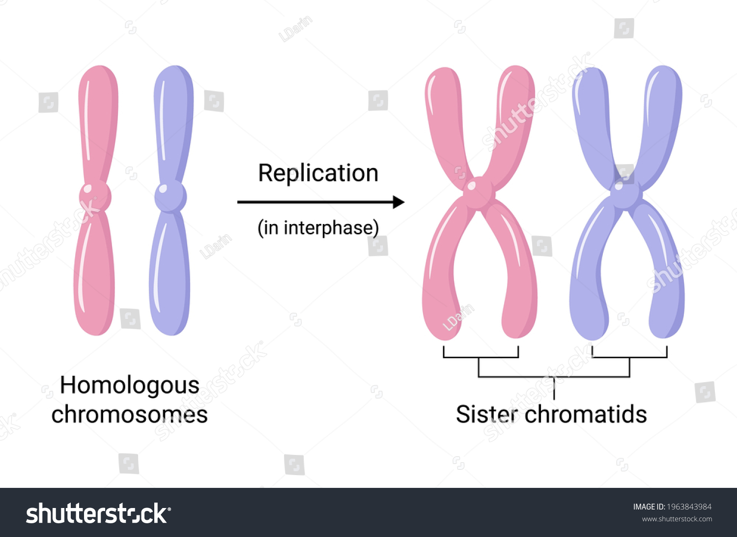 Vector Illustration Chromosomal Replication During Interphase Stock ...