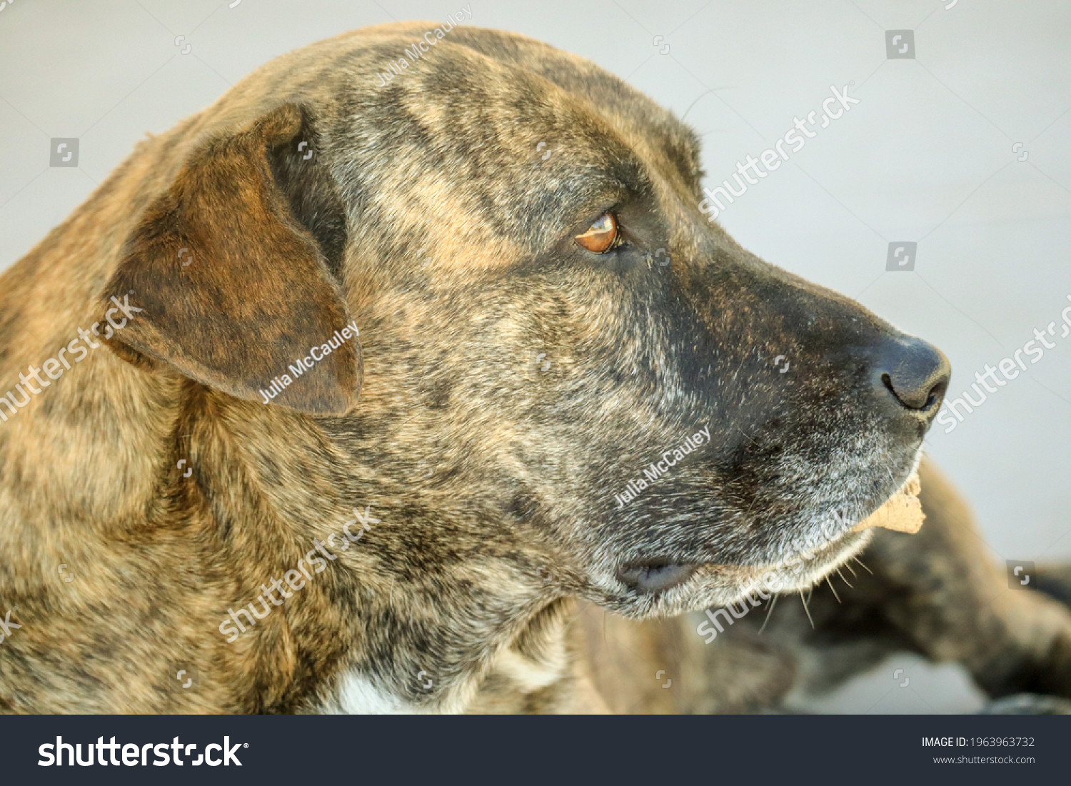 boxer labrador clipart free